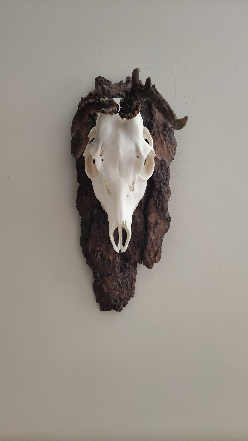 TROPHY MOUNT | SYLVAN COLLECTION 002