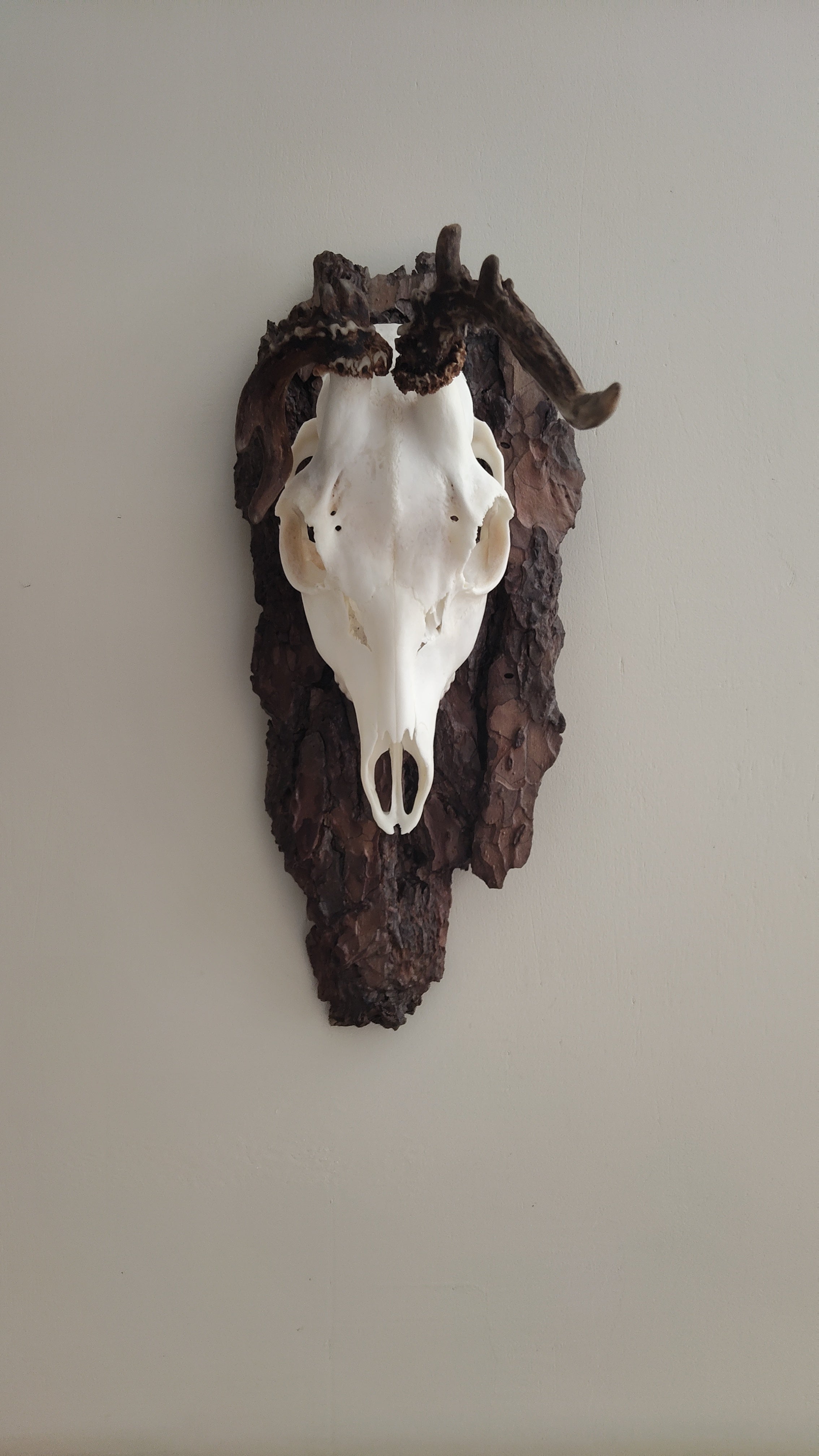 TROPHY MOUNT | SYLVAN COLLECTION 002