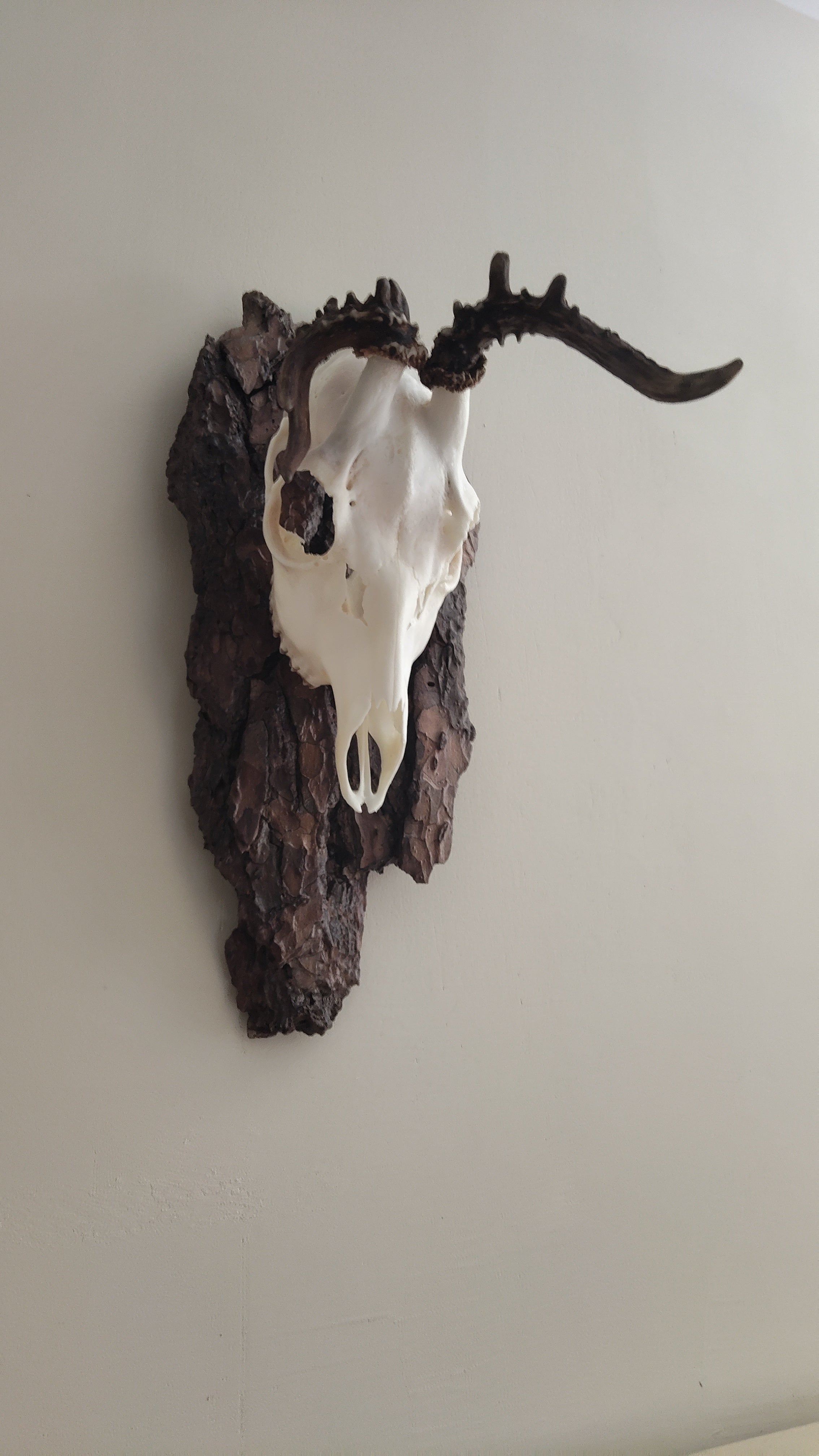 TROPHY MOUNT | SYLVAN COLLECTION 002