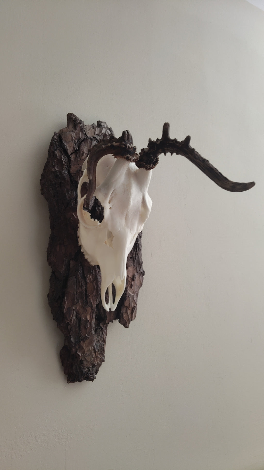 TROPHY MOUNT | SYLVAN COLLECTION 002