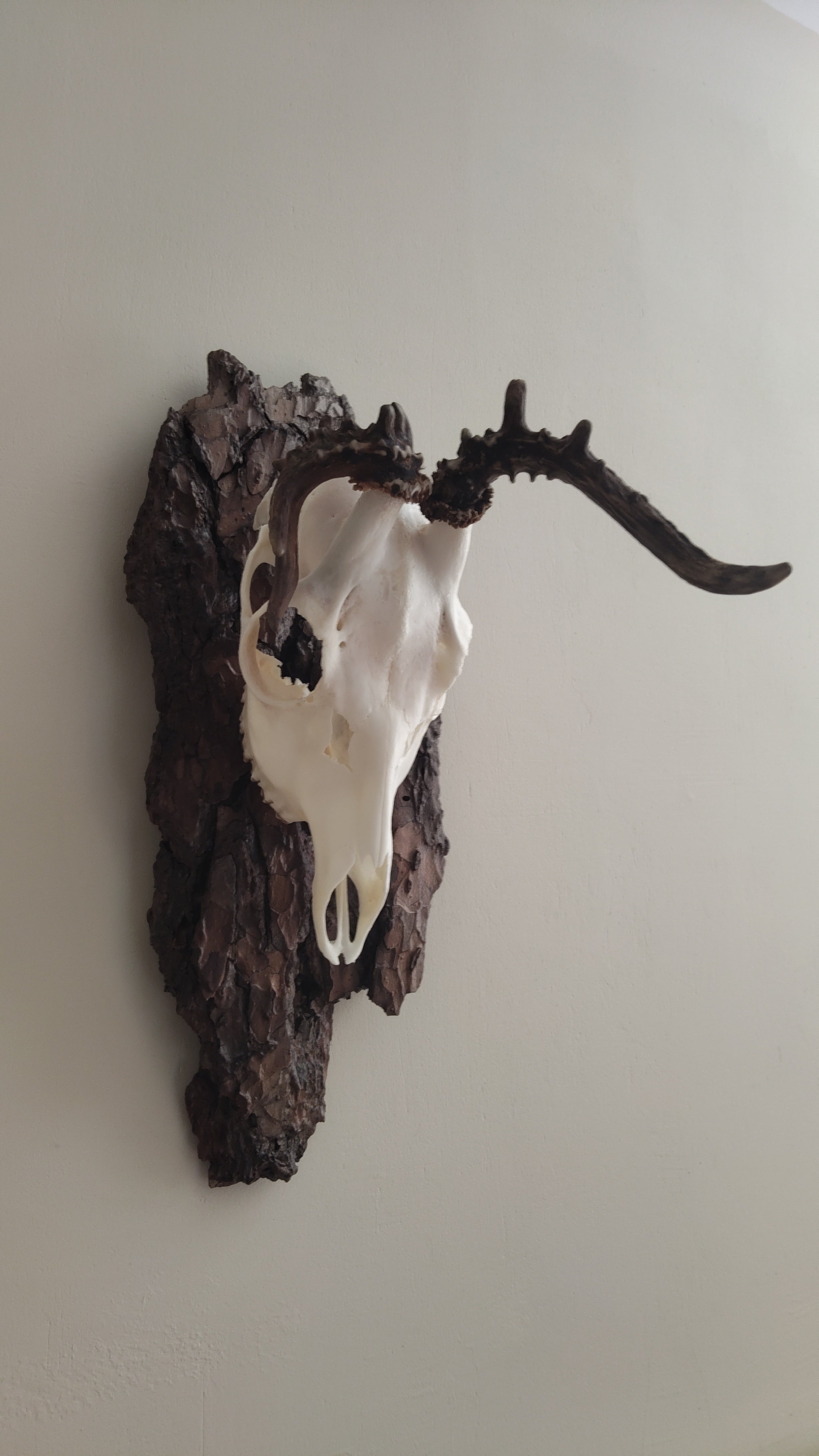 TROPHY MOUNT | SYLVAN COLLECTION 002