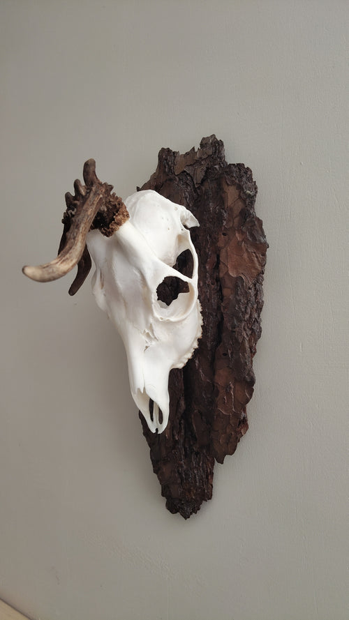 TROPHY MOUNT | SYLVAN COLLECTION 002