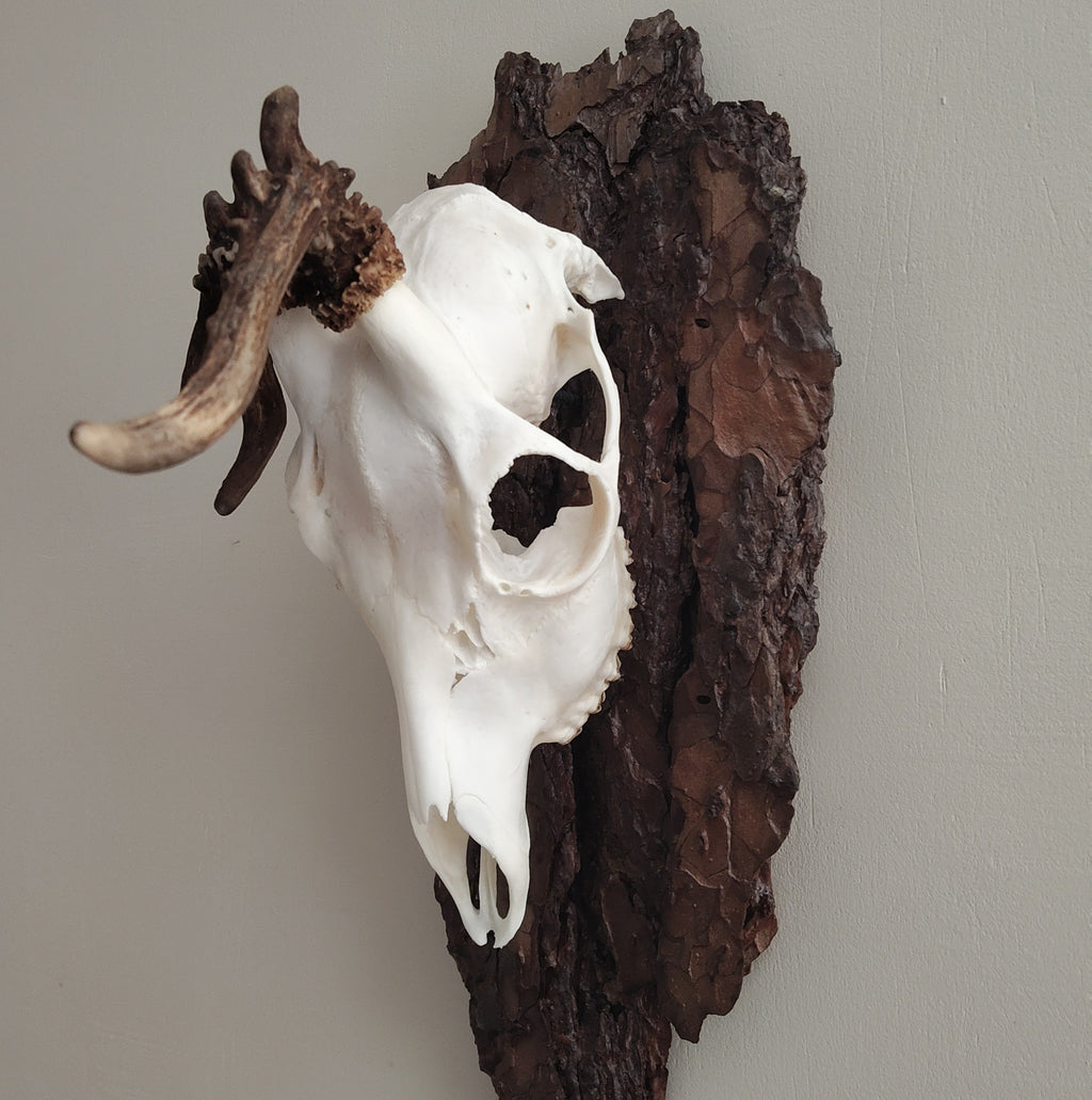 TROPHY MOUNT | SYLVAN COLLECTION 002