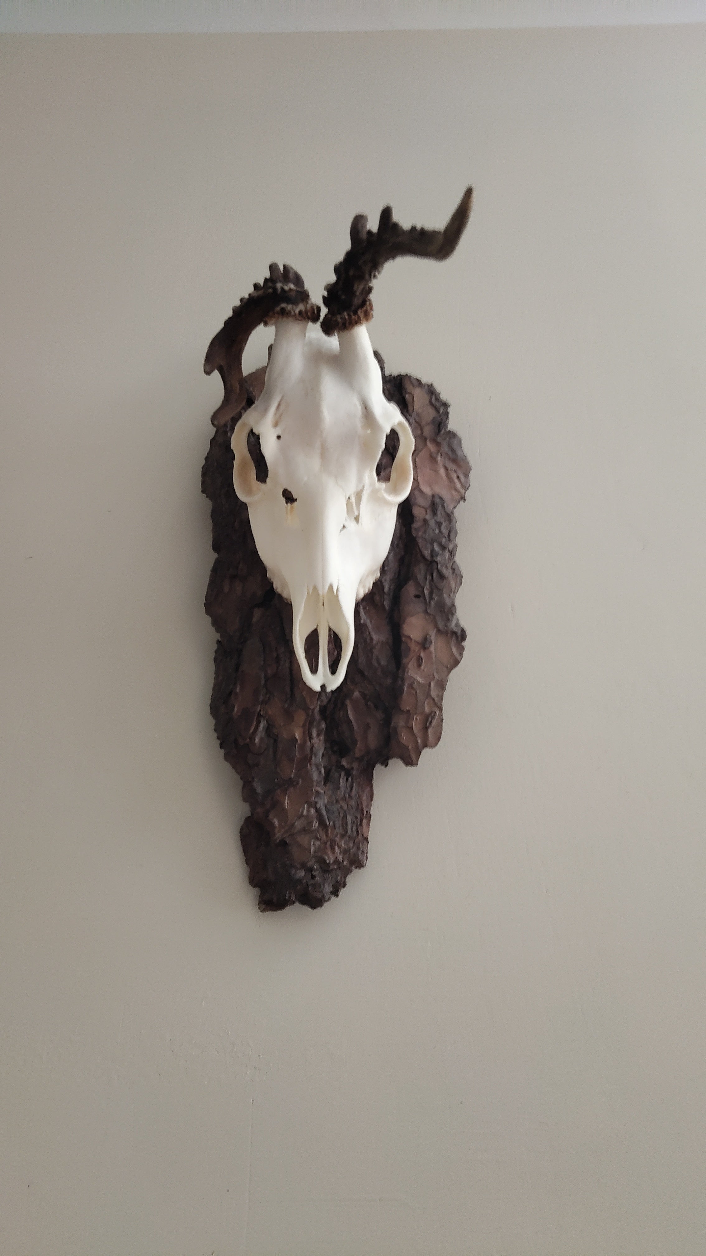 TROPHY MOUNT | SYLVAN COLLECTION 002