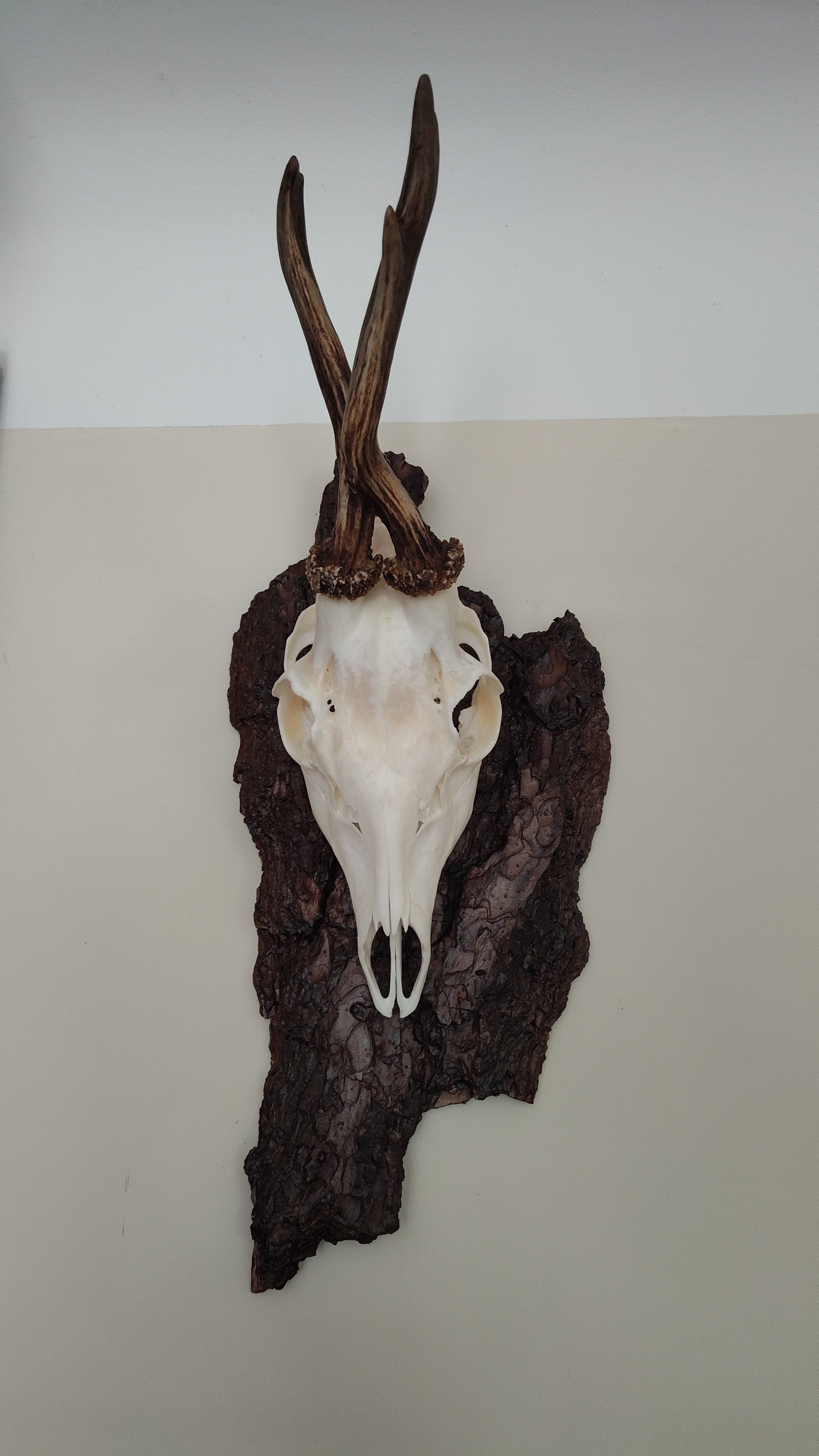 TROPHY MOUNT | SYLVAN COLLECTION 001