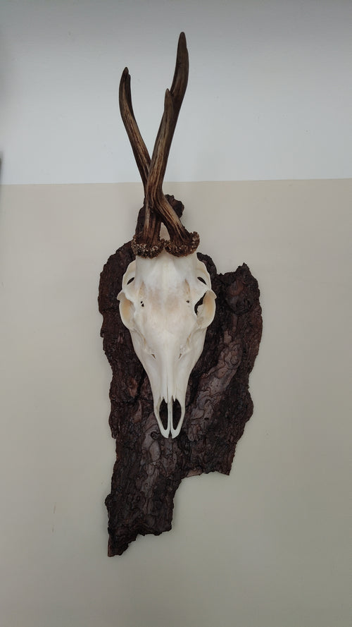 TROPHY MOUNT | SYLVAN COLLECTION 001
