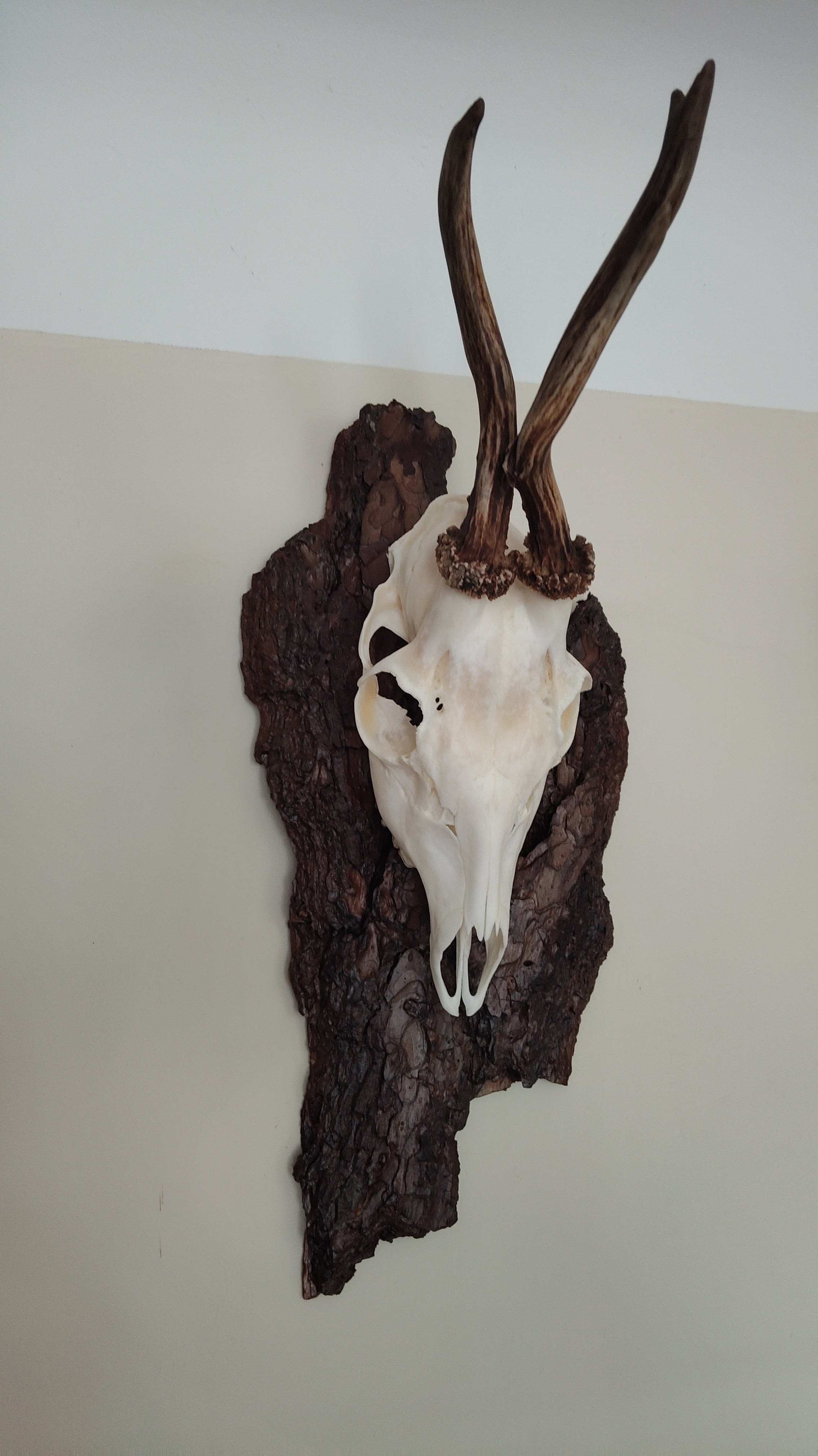 TROPHY MOUNT | SYLVAN COLLECTION 001