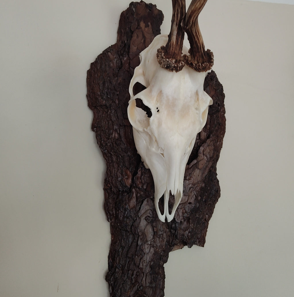 TROPHY MOUNT | SYLVAN COLLECTION 001