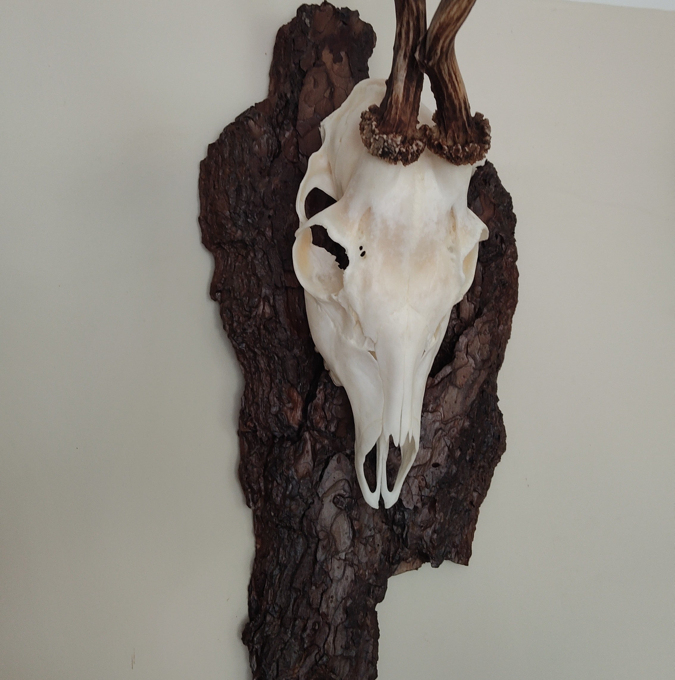TROPHY MOUNT | SYLVAN COLLECTION 001