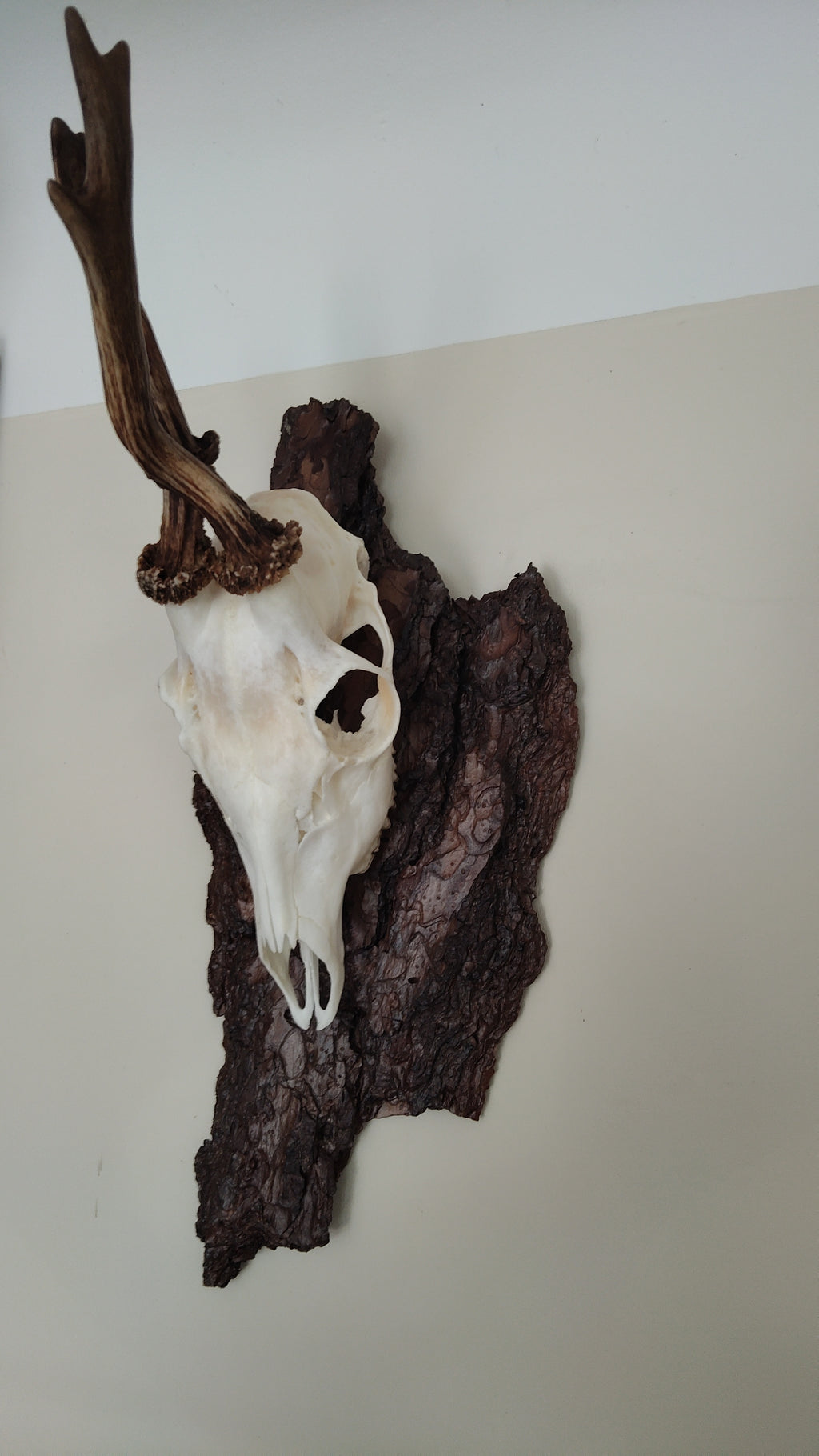 TROPHY MOUNT | SYLVAN COLLECTION 001