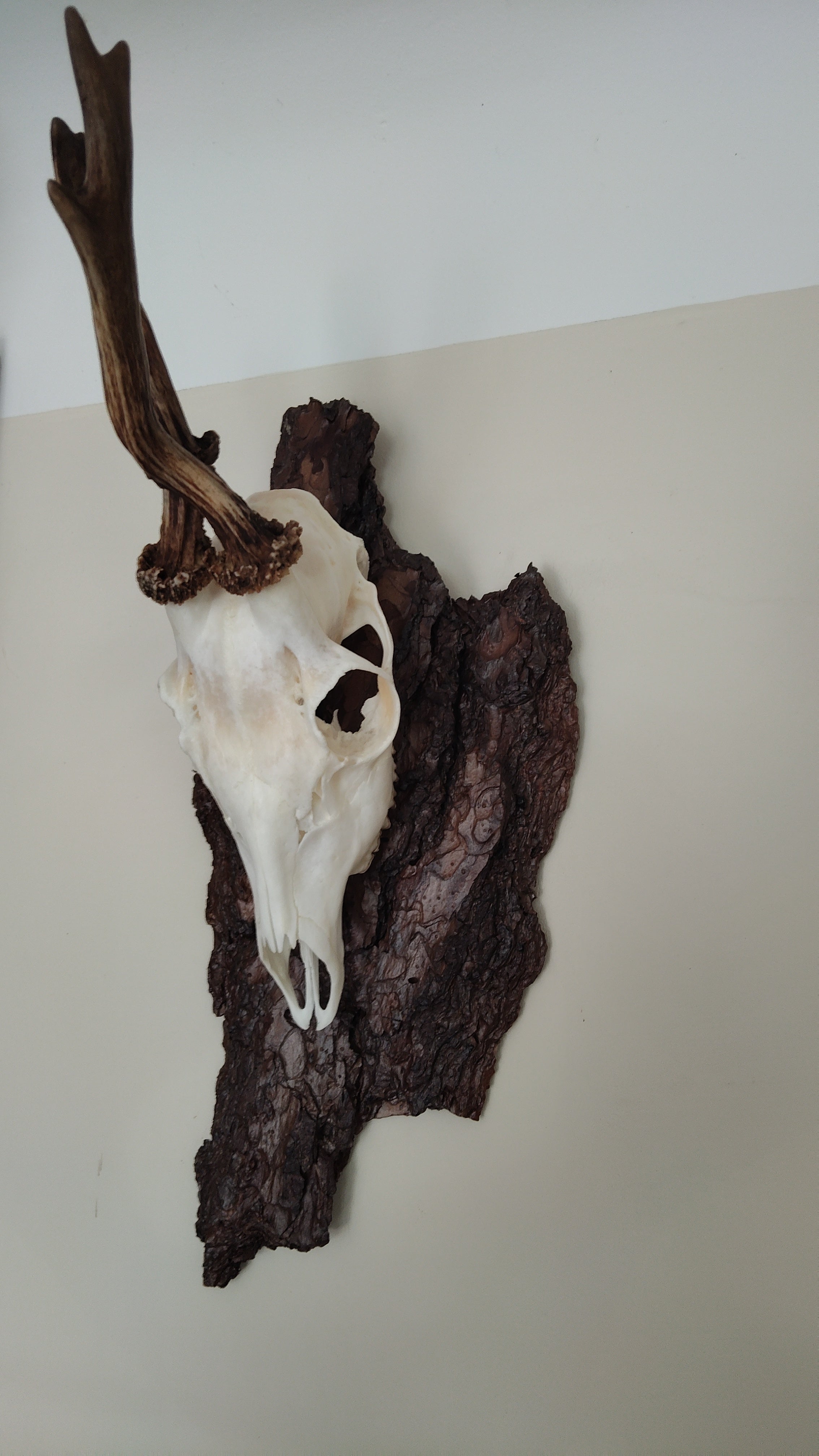 TROPHY MOUNT | SYLVAN COLLECTION 001