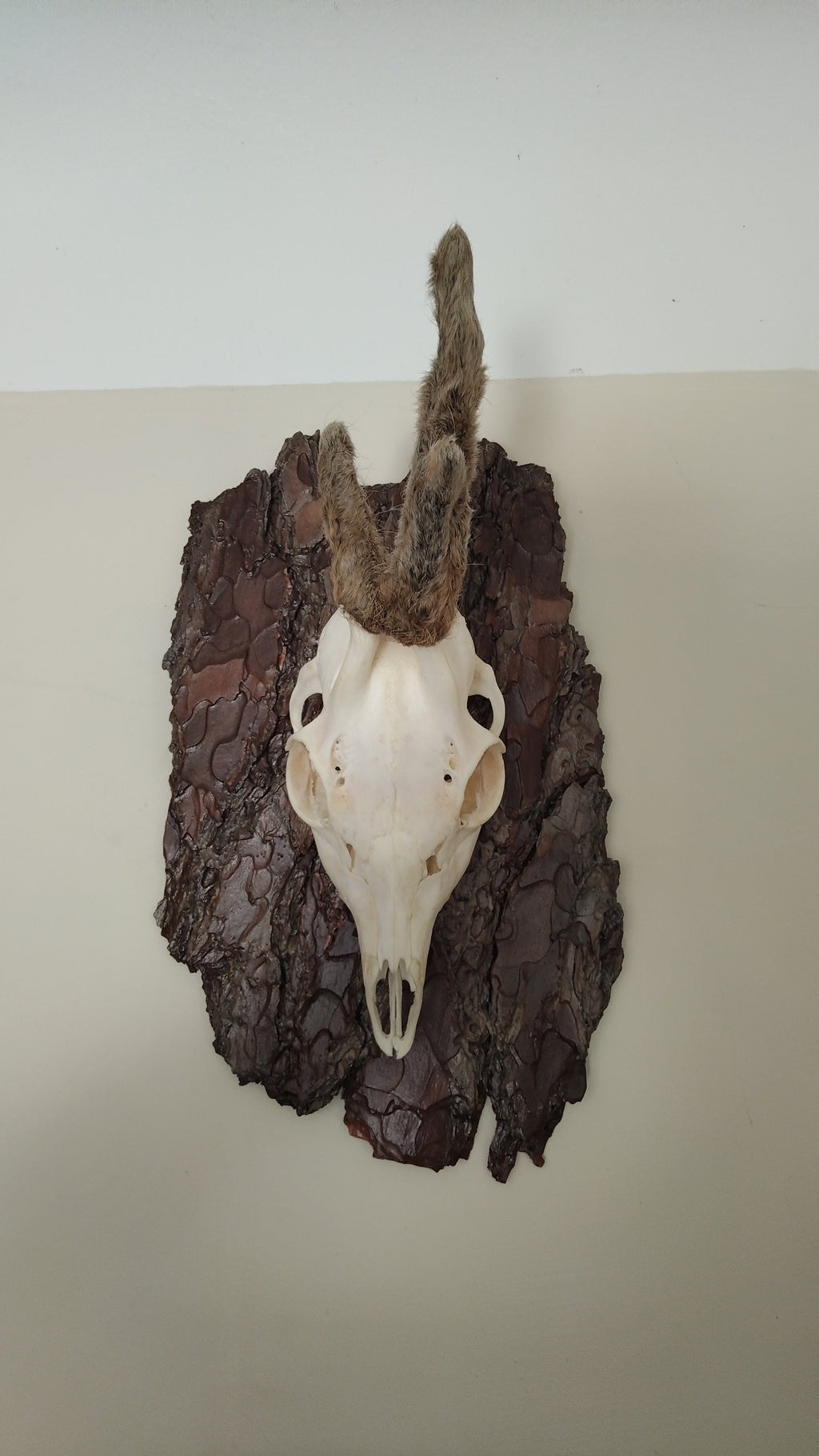TROPHY MOUNT | SYLVAN COLLECTION 003