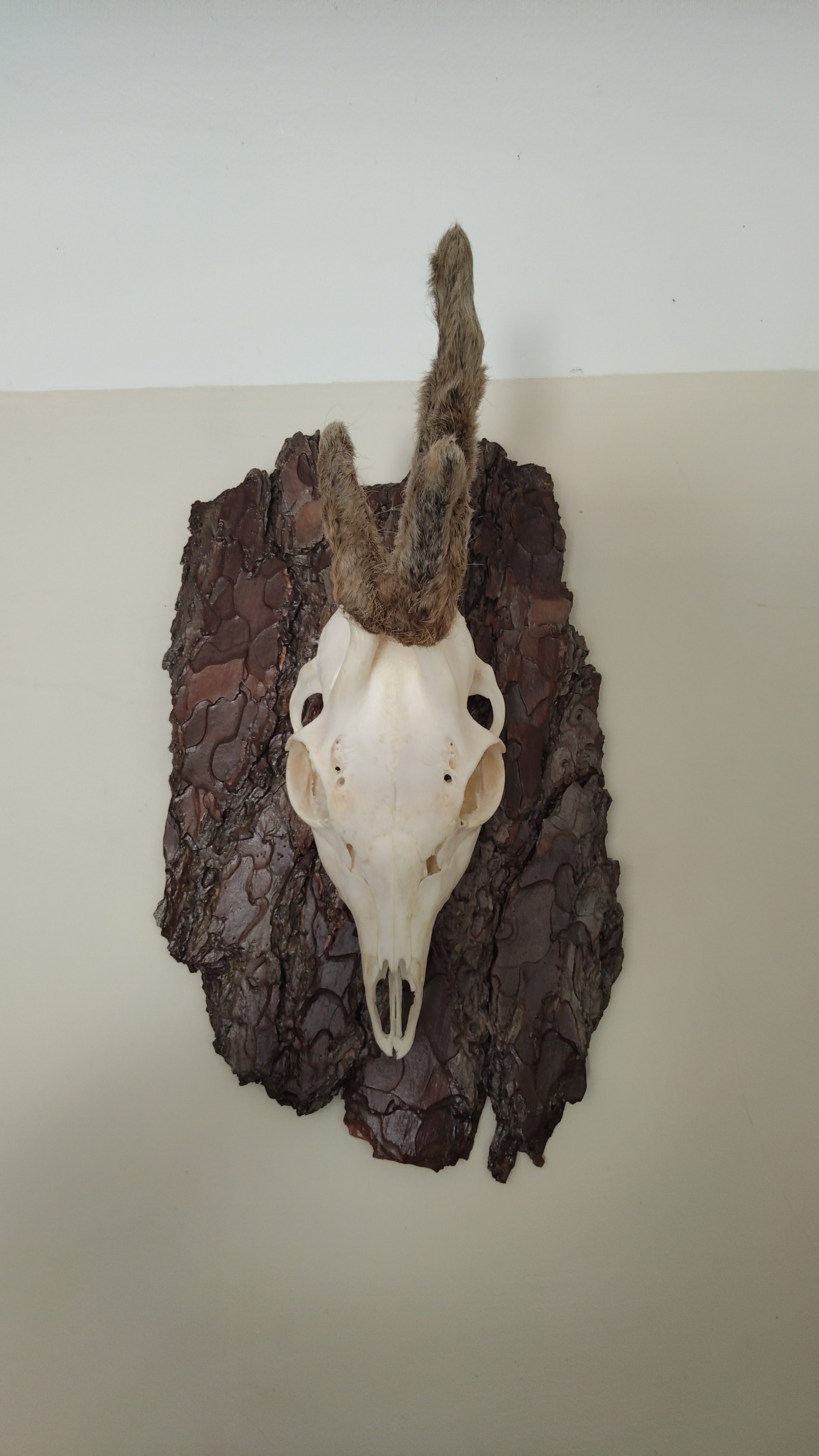 TROPHY MOUNT | SYLVAN COLLECTION 003
