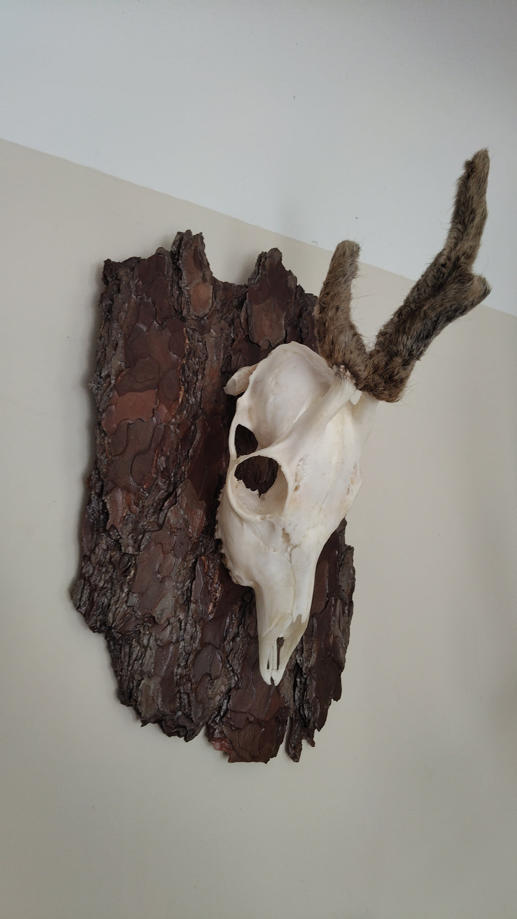 TROPHY MOUNT | SYLVAN COLLECTION 003