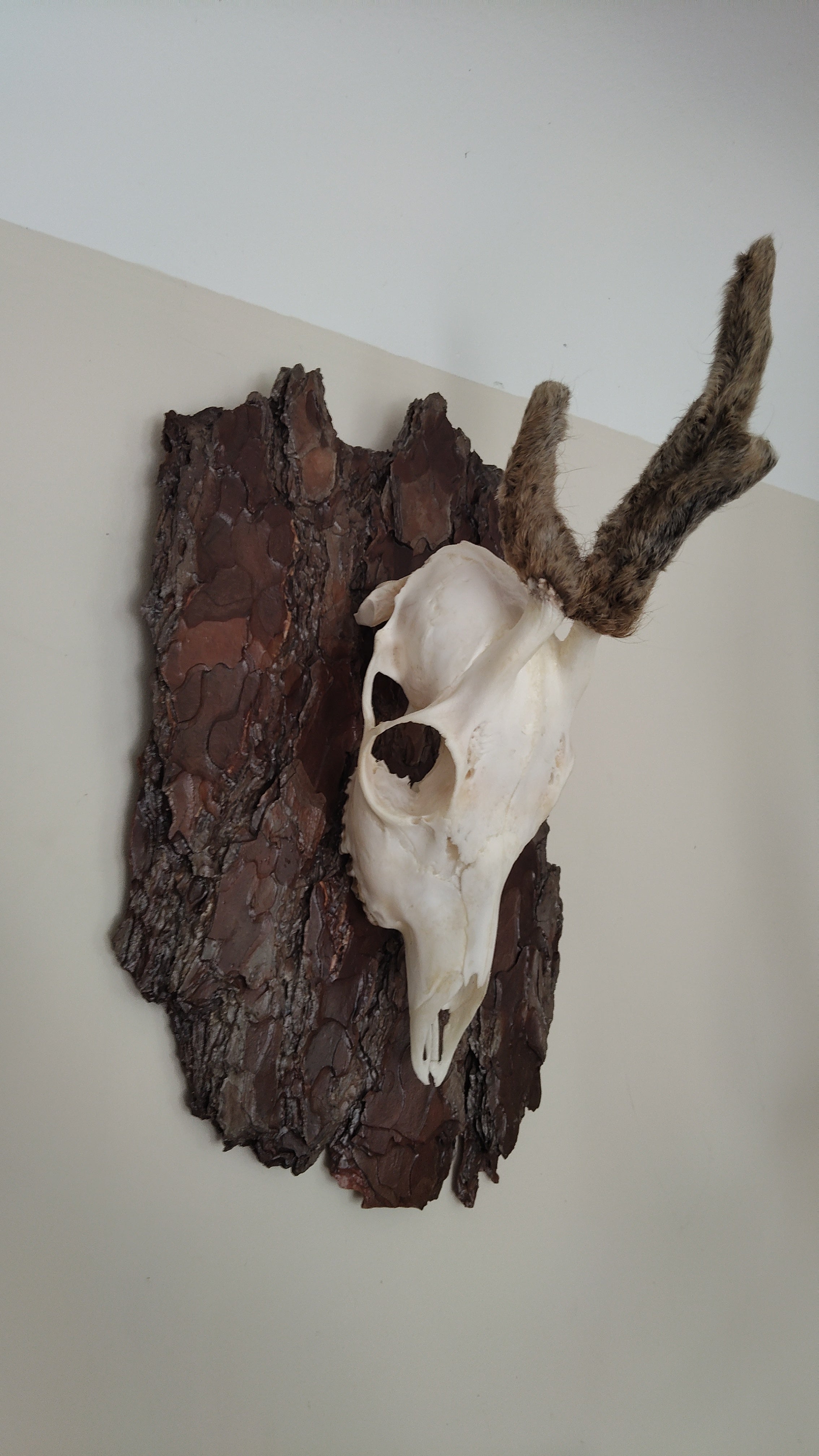 TROPHY MOUNT | SYLVAN COLLECTION 003