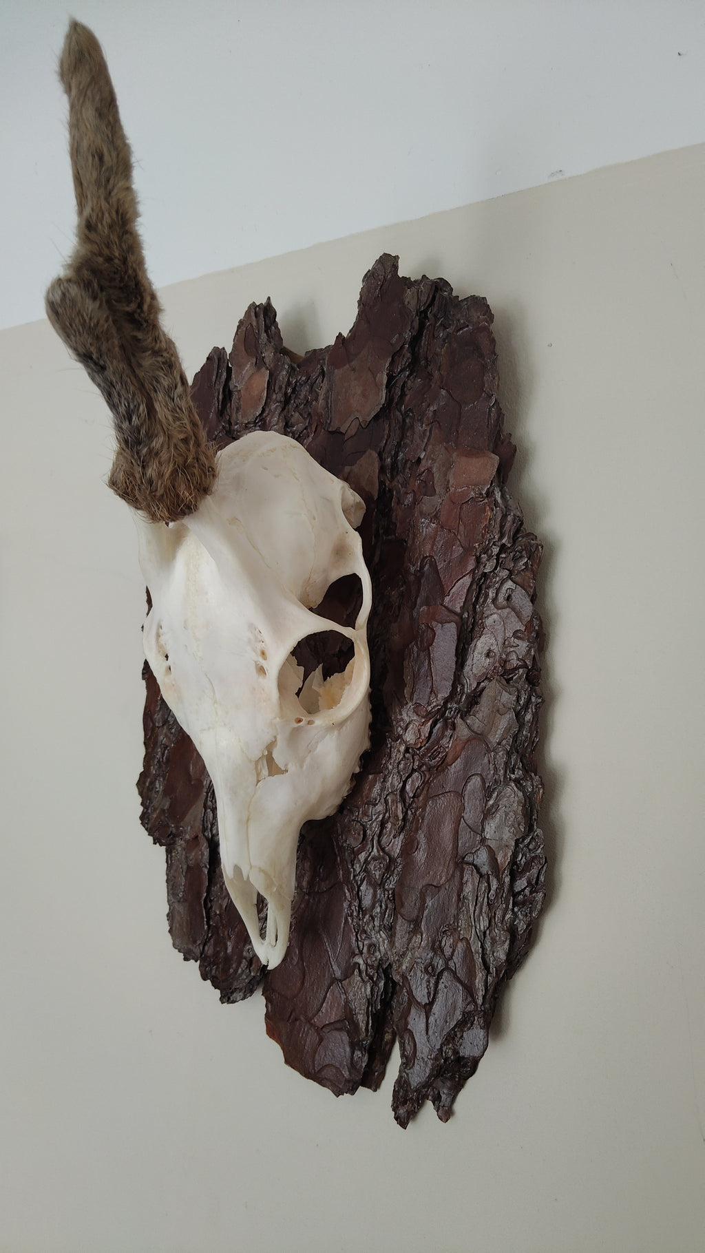 TROPHY MOUNT | SYLVAN COLLECTION 003
