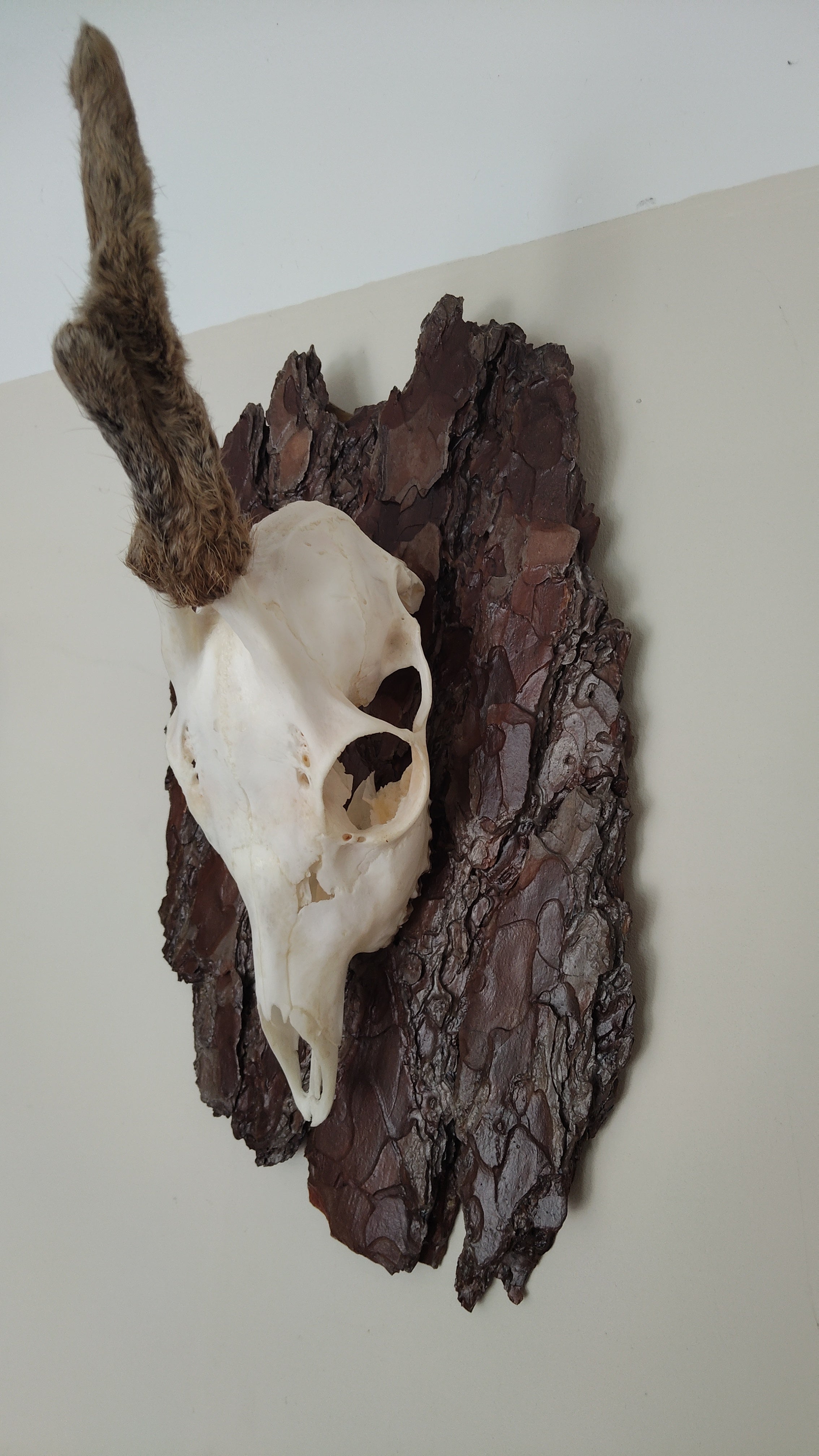 TROPHY MOUNT | SYLVAN COLLECTION 003