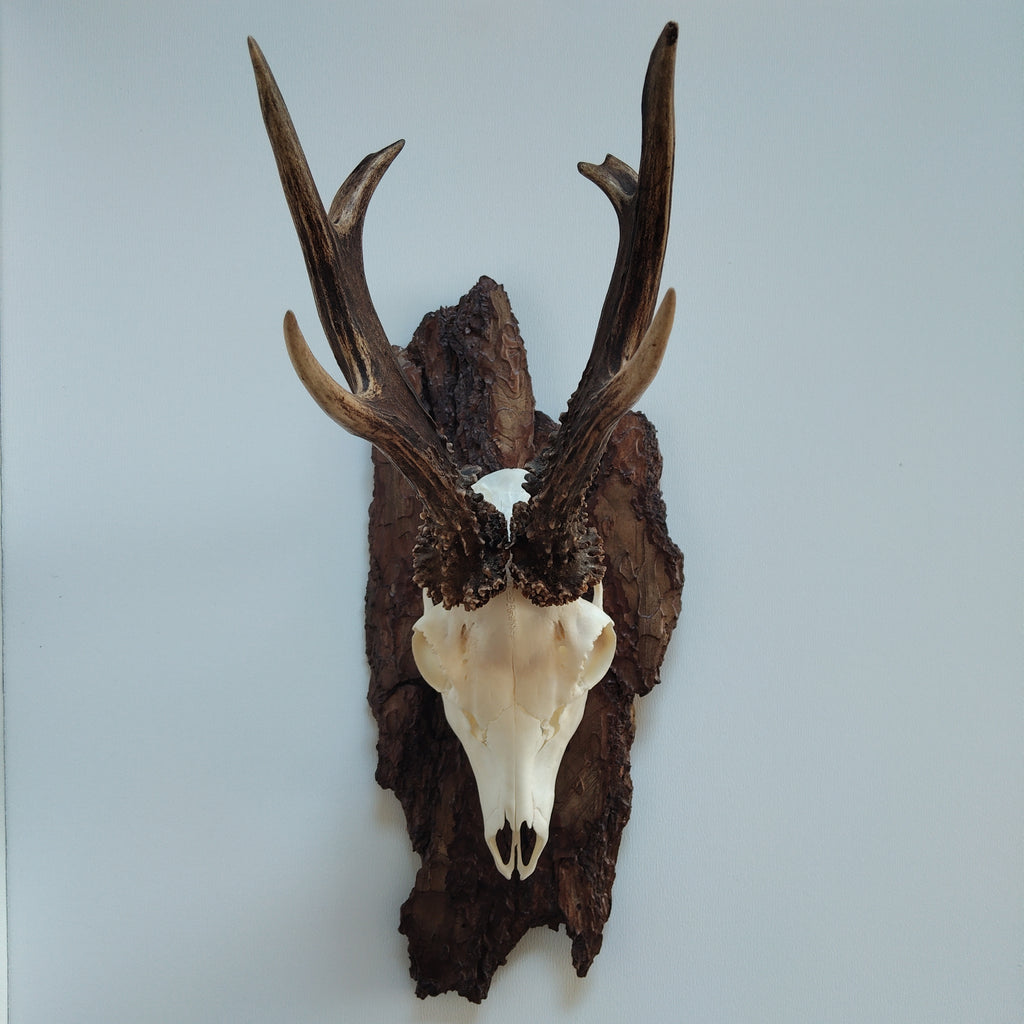 TROPHY MOUNT | SYLVAN COLLECTION 004