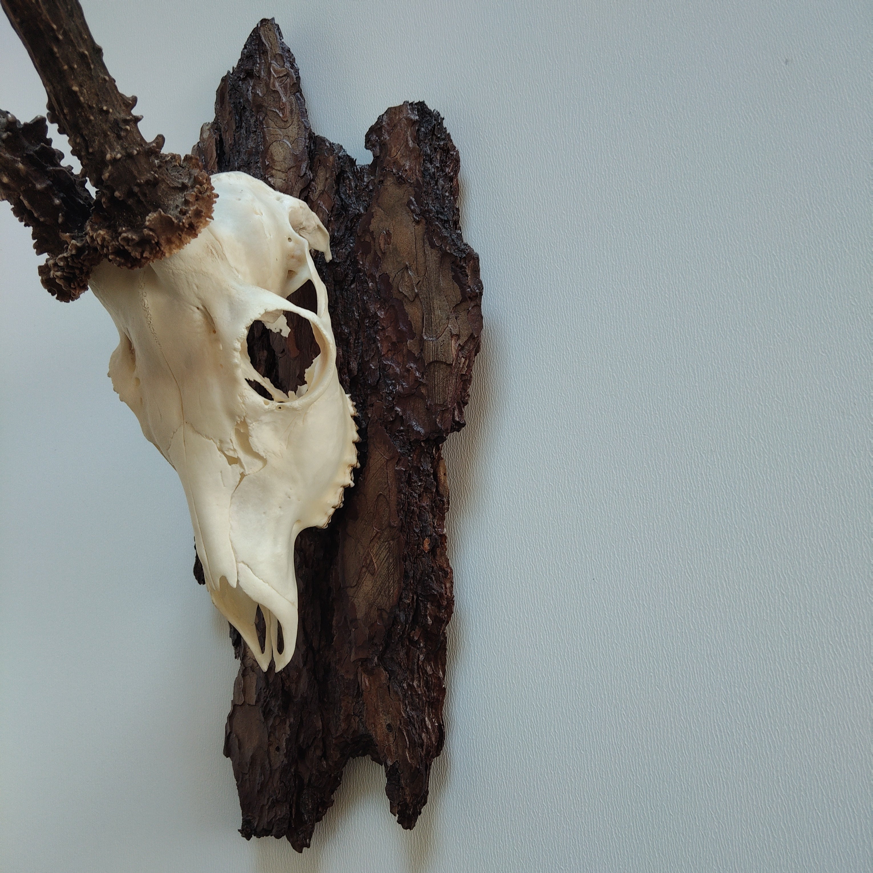 TROPHY MOUNT | SYLVAN COLLECTION 004