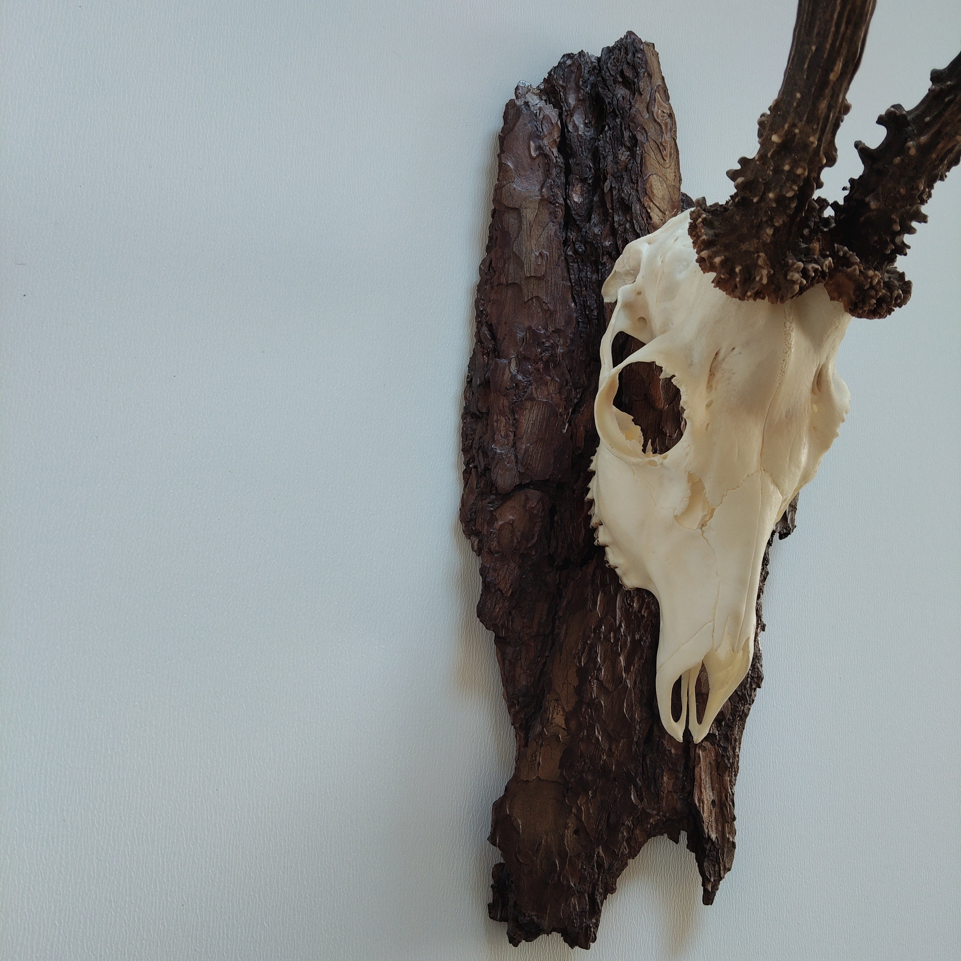 TROPHY MOUNT | SYLVAN COLLECTION 004