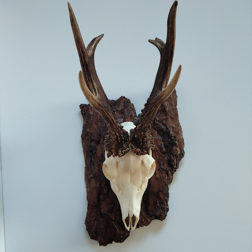 TROPHY MOUNT | SYLVAN COLLECTION 005