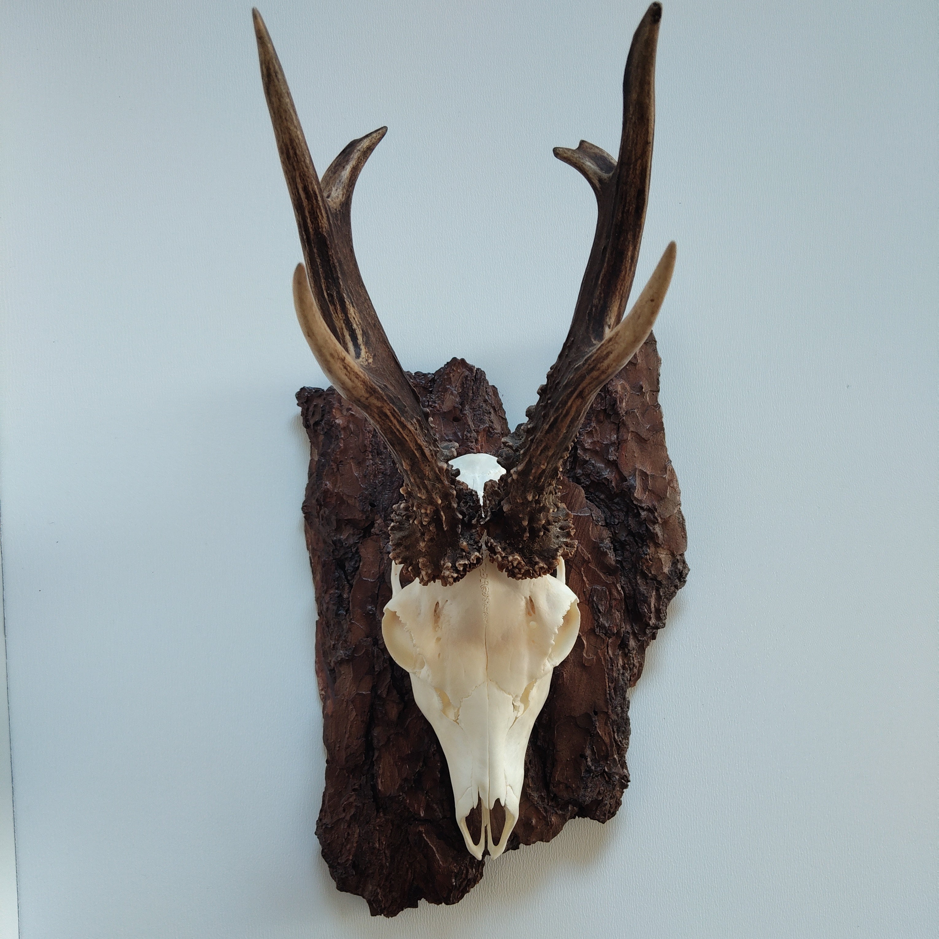 TROPHY MOUNT | SYLVAN COLLECTION 005