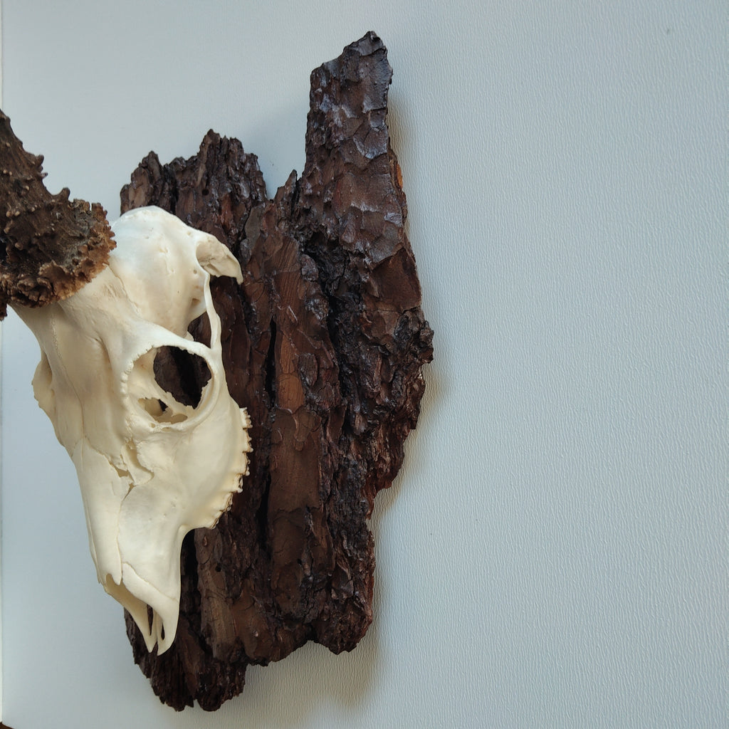 TROPHY MOUNT | SYLVAN COLLECTION 005