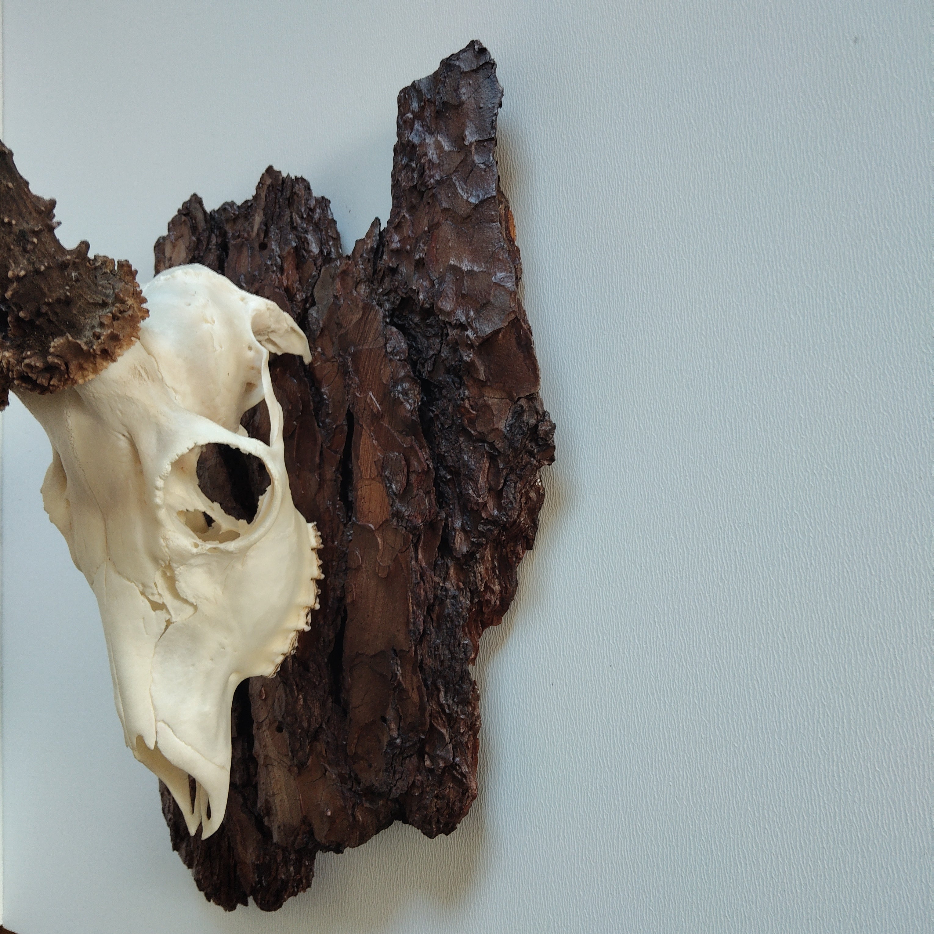 TROPHY MOUNT | SYLVAN COLLECTION 005