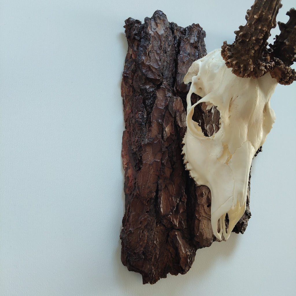 TROPHY MOUNT | SYLVAN COLLECTION 005