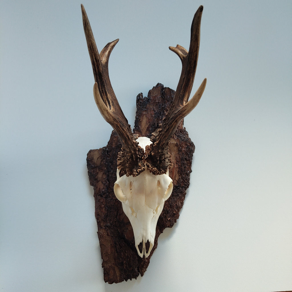 TROPHY MOUNT | SYLVAN COLLECTION 006