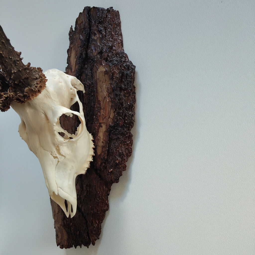 TROPHY MOUNT | SYLVAN COLLECTION 006