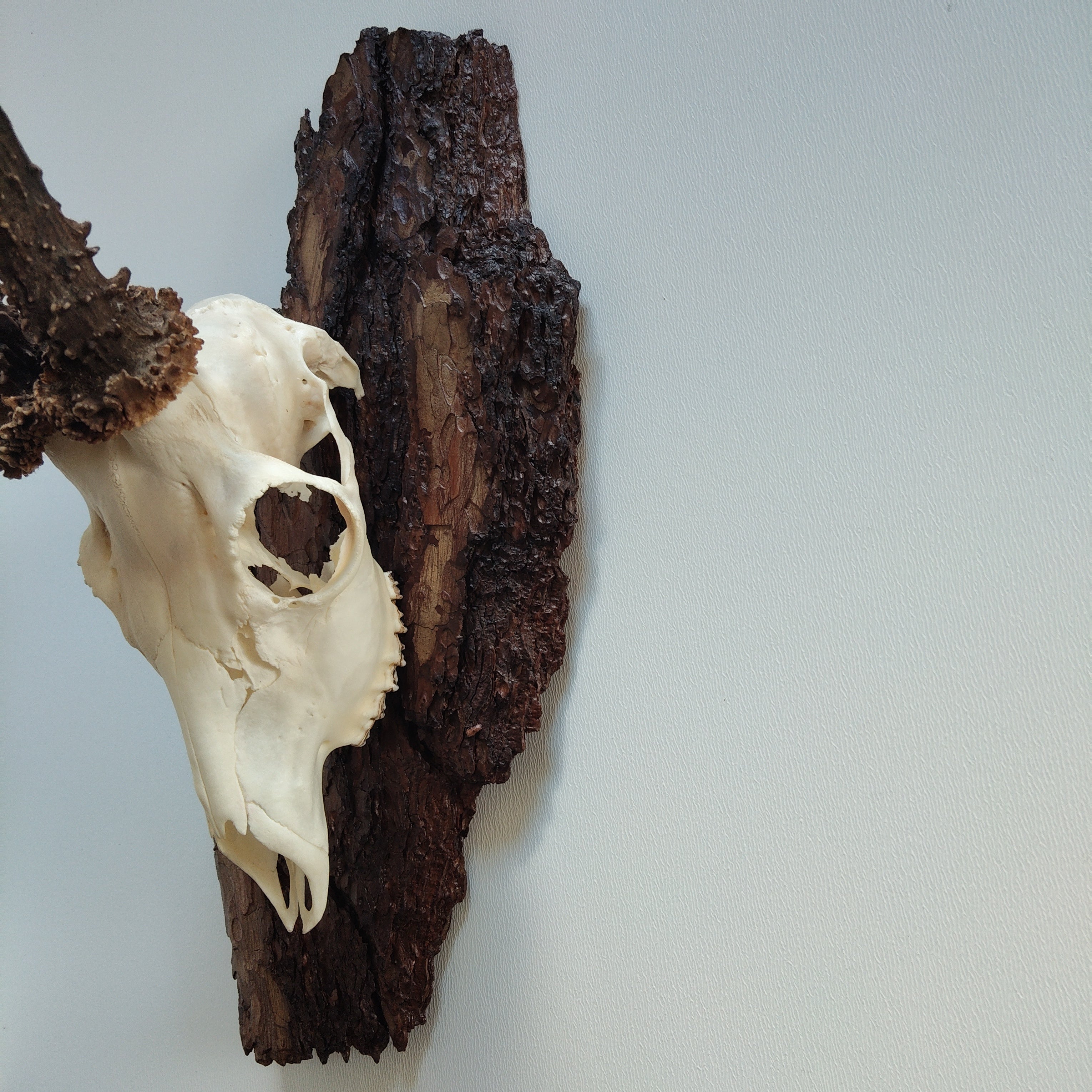 TROPHY MOUNT | SYLVAN COLLECTION 006