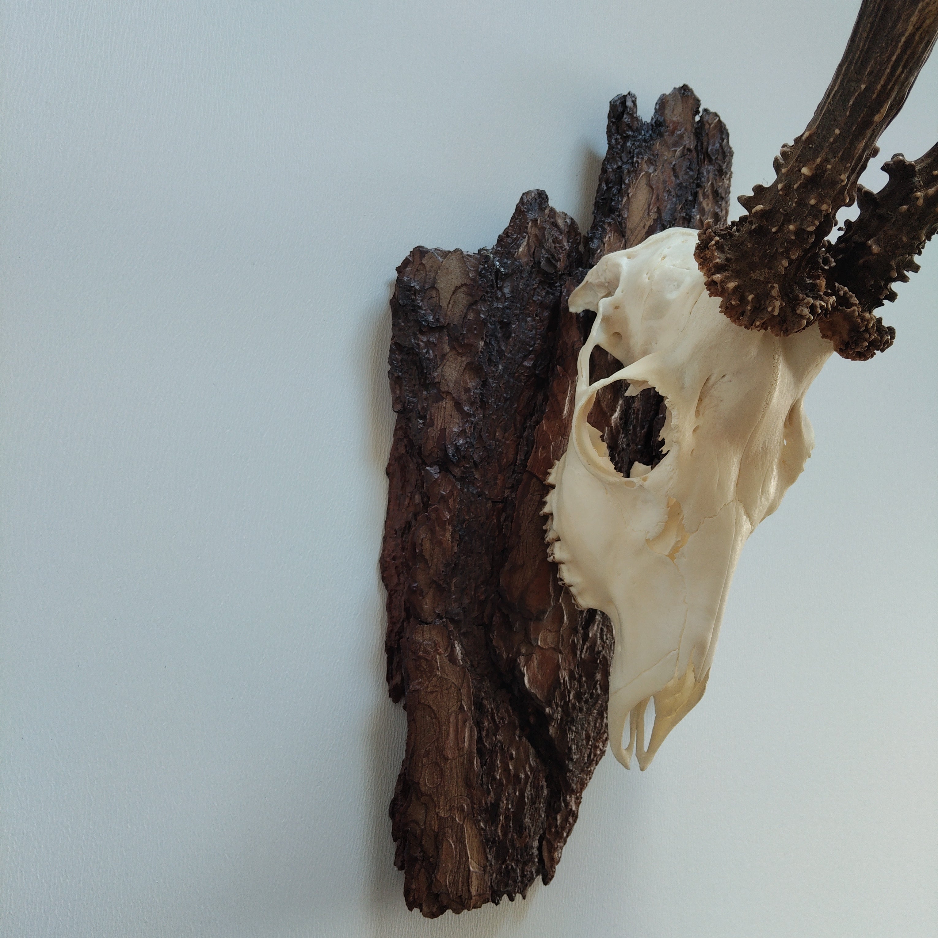 TROPHY MOUNT | SYLVAN COLLECTION 006