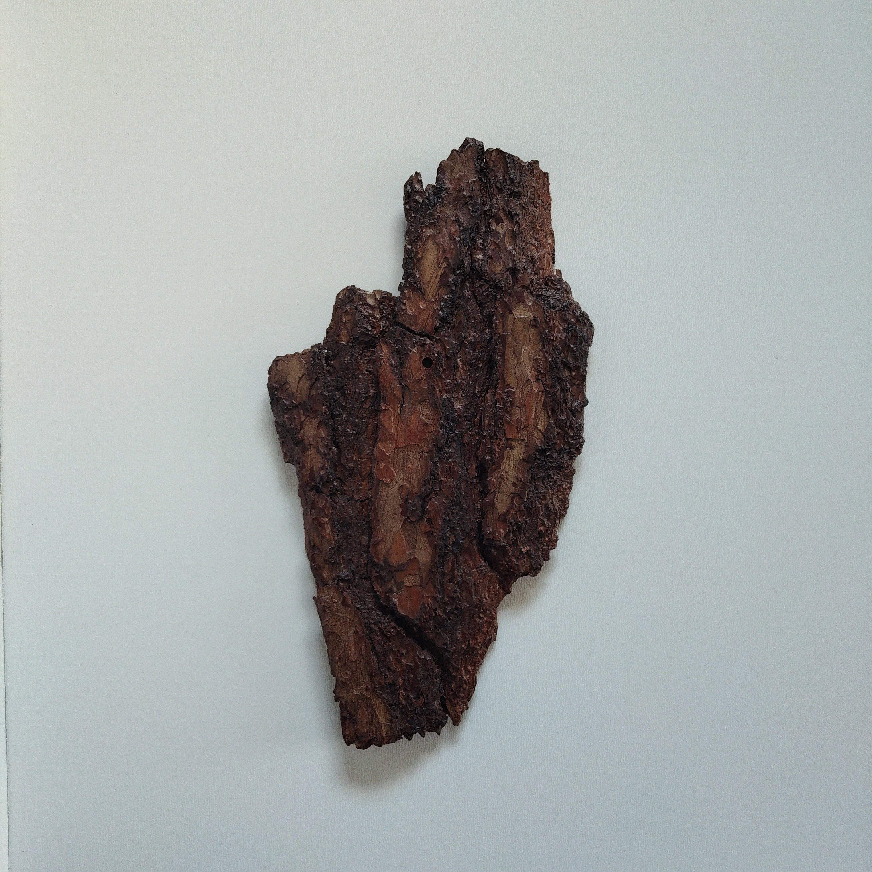 TROPHY MOUNT | SYLVAN COLLECTION 006