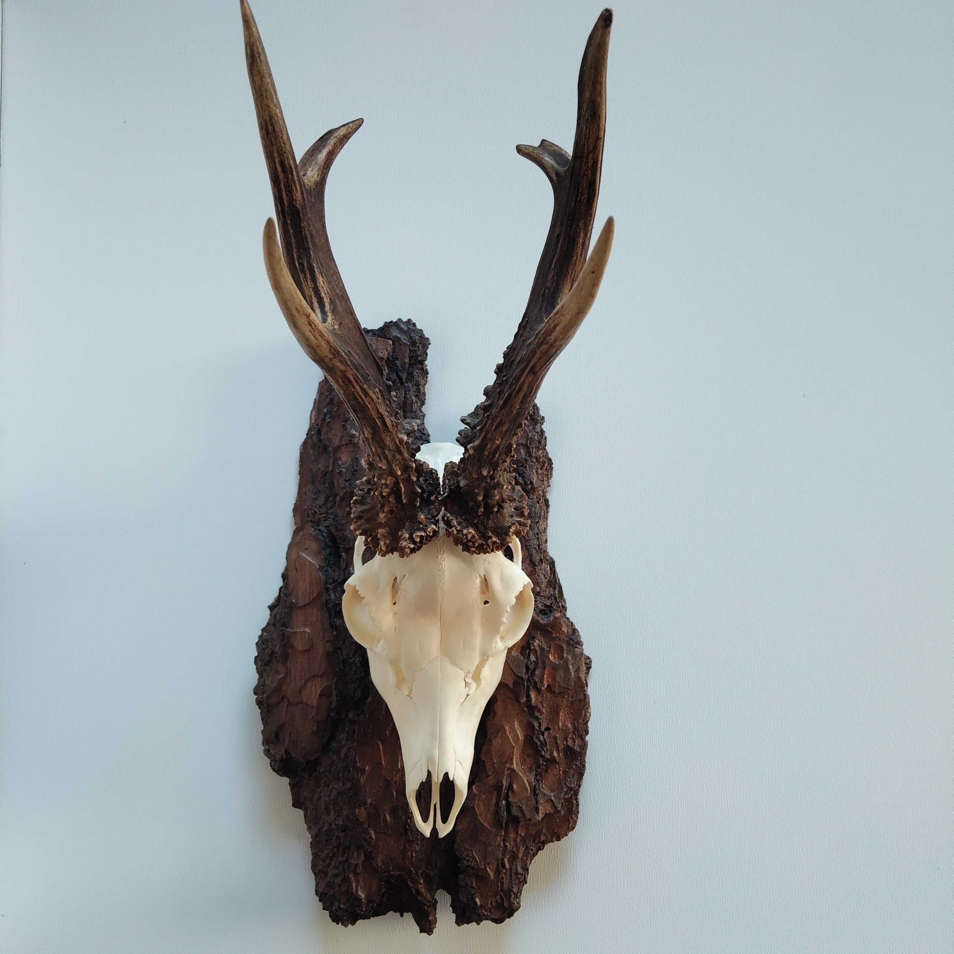 TROPHY MOUNT | SYLVAN COLLECTION 007