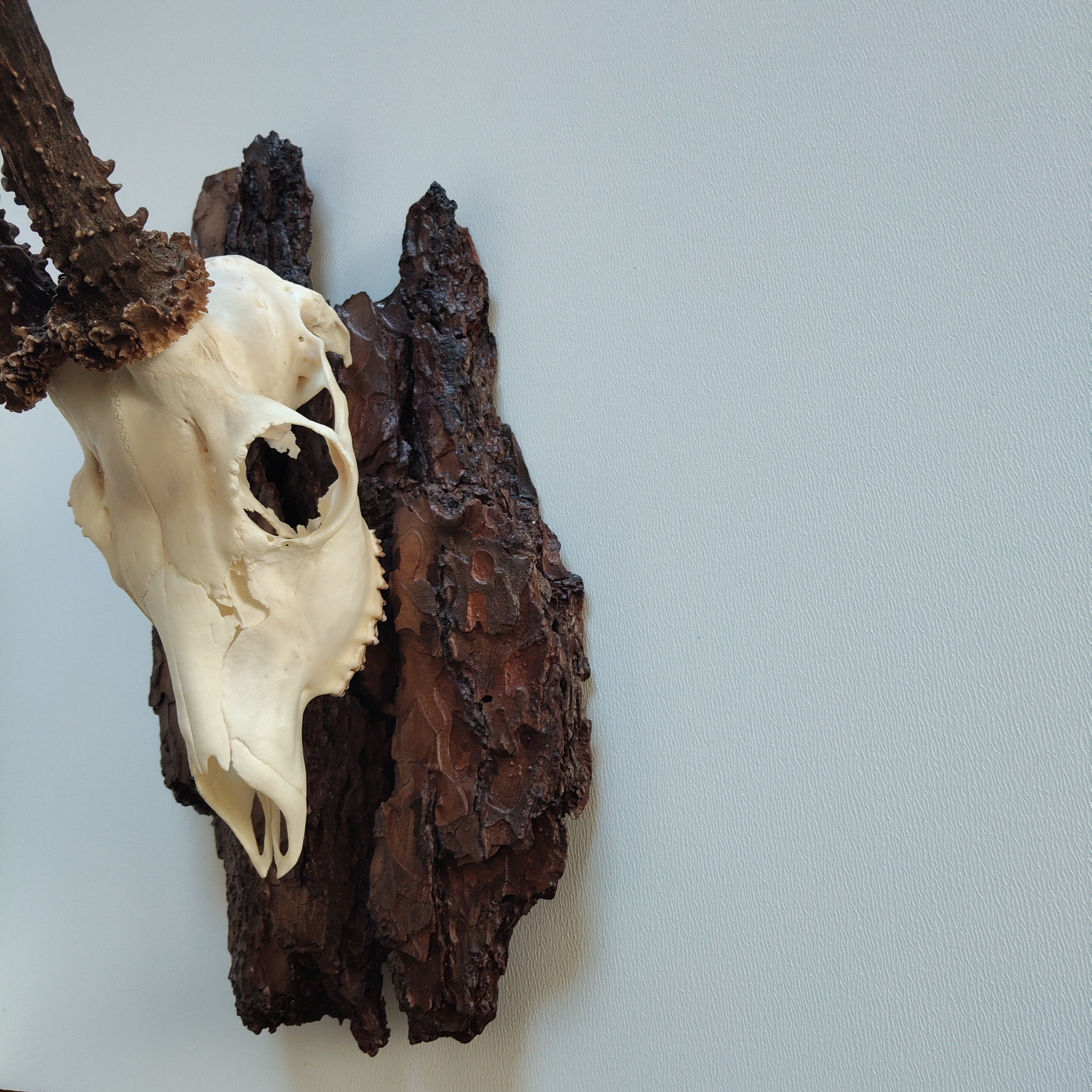 TROPHY MOUNT | SYLVAN COLLECTION 007