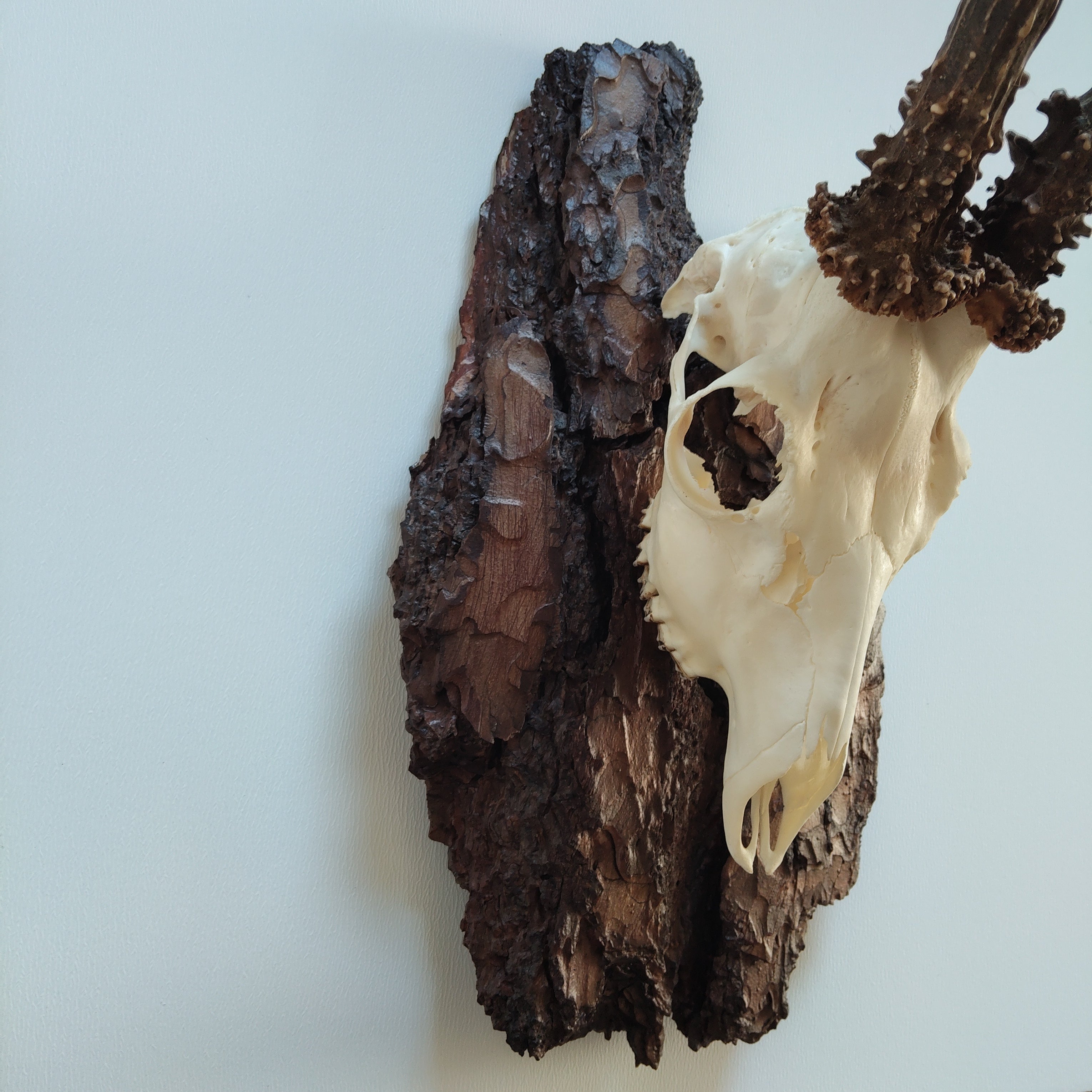TROPHY MOUNT | SYLVAN COLLECTION 007