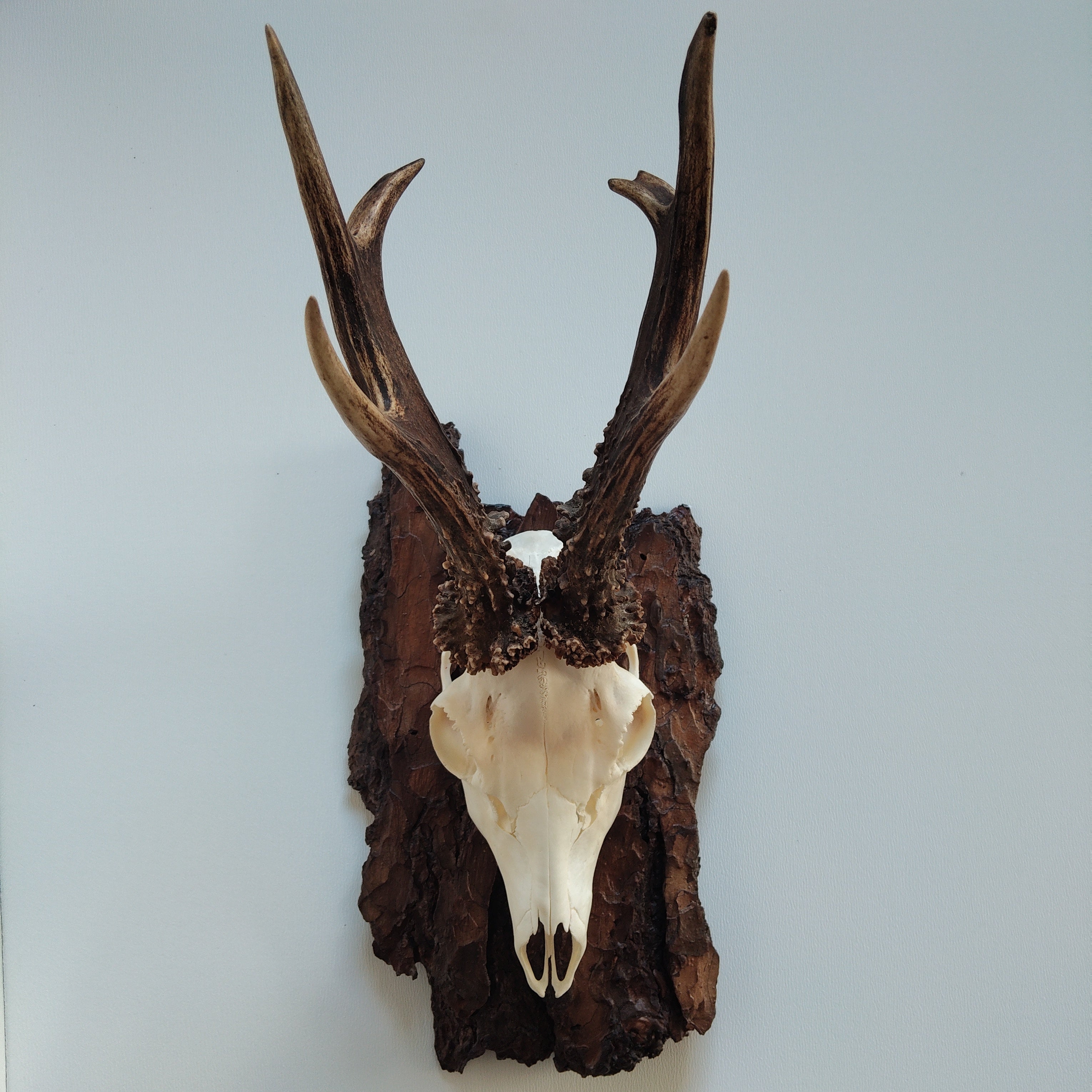 TROPHY MOUNT | SYLVAN COLLECTION 008