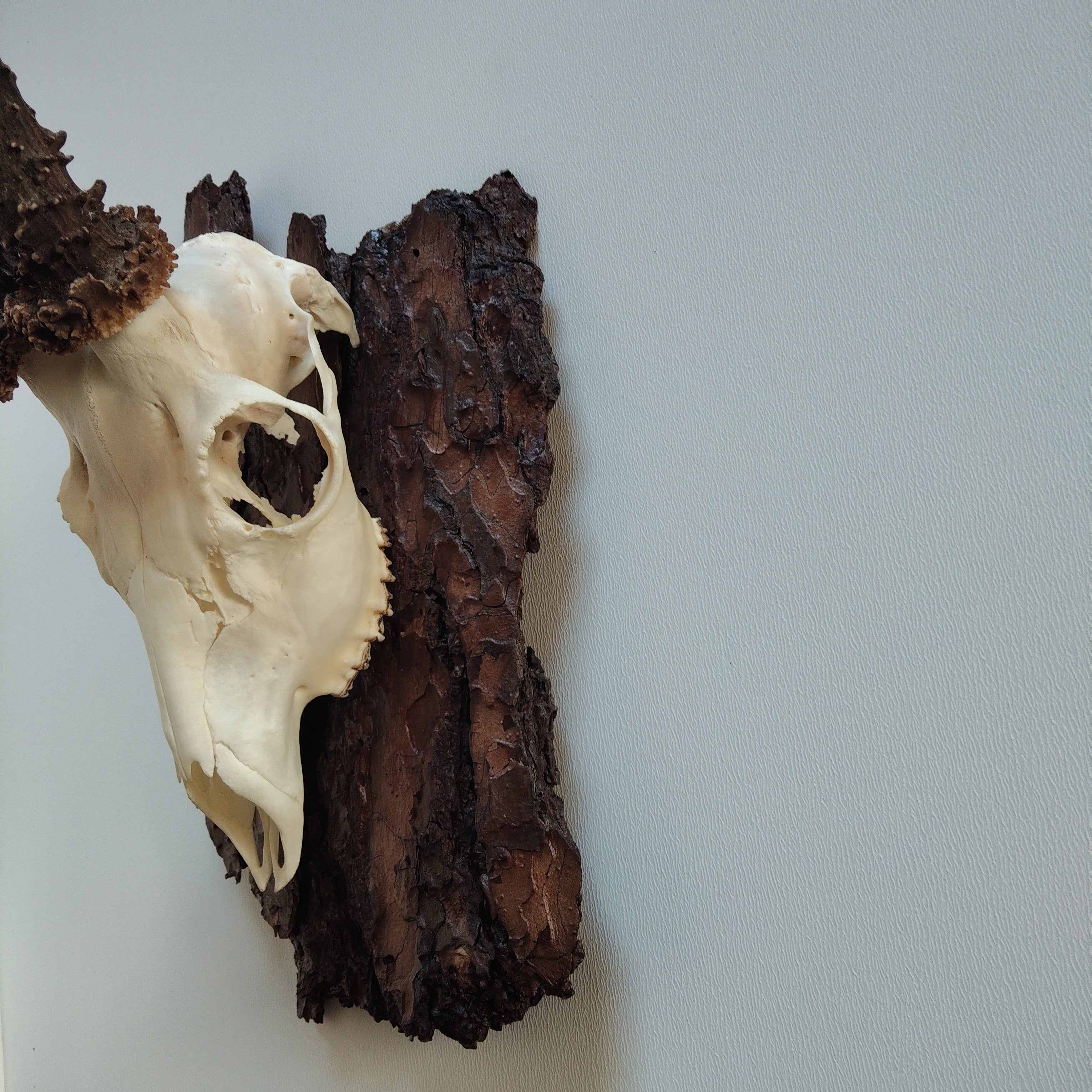 TROPHY MOUNT | SYLVAN COLLECTION 008