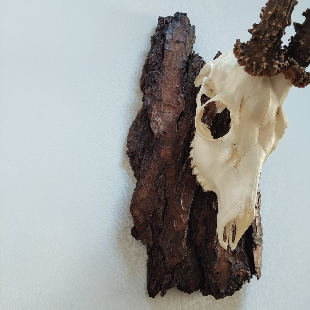 TROPHY MOUNT | SYLVAN COLLECTION 008