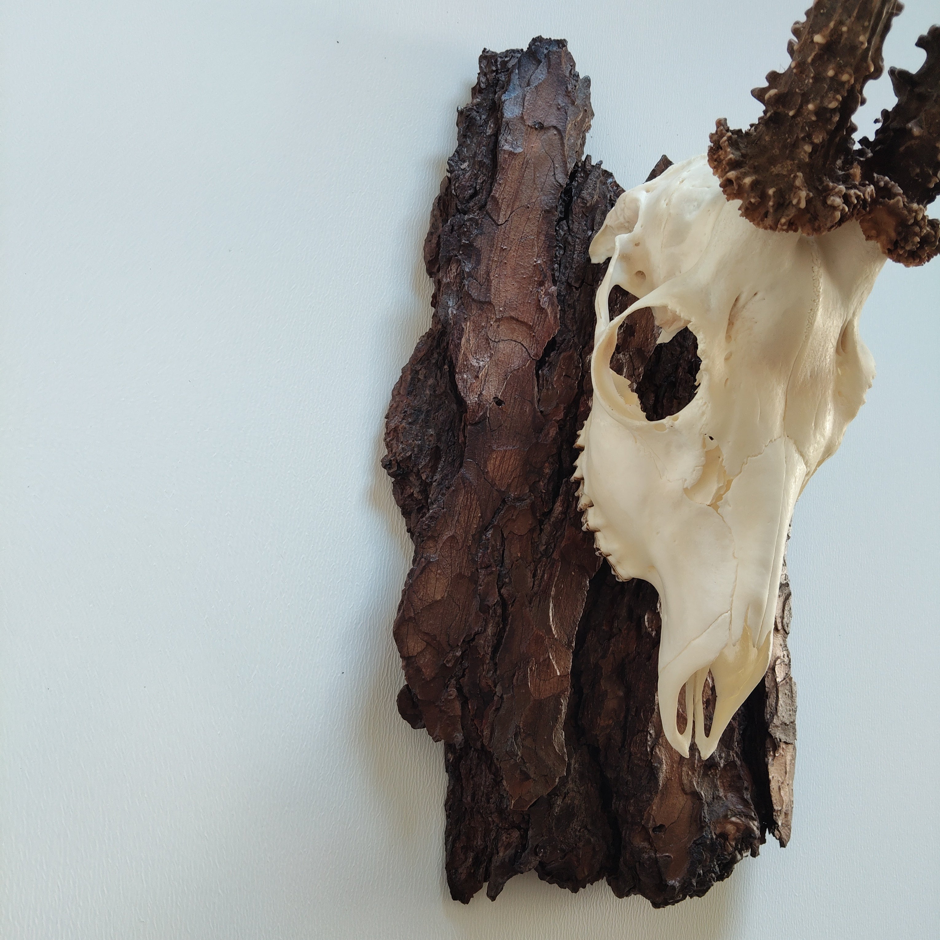 TROPHY MOUNT | SYLVAN COLLECTION 008