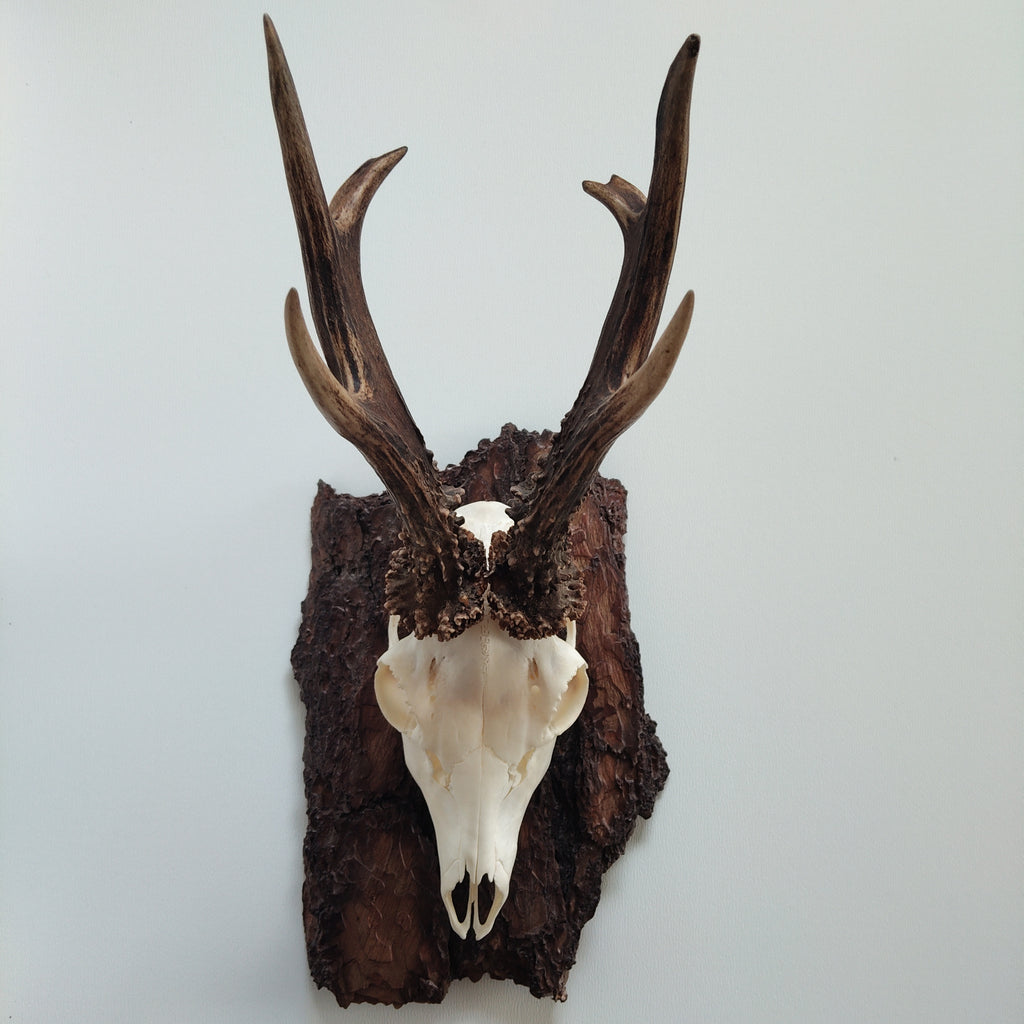 TROPHY MOUNT | SYLVAN COLLECTION 009