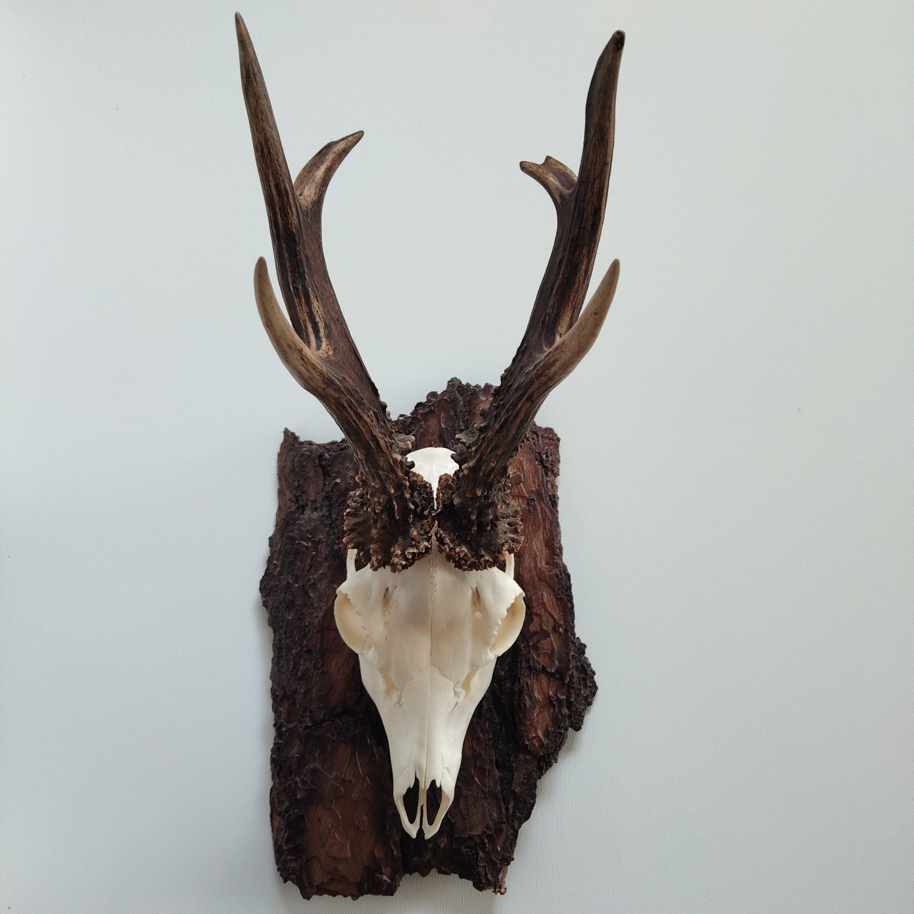 TROPHY MOUNT | SYLVAN COLLECTION 009