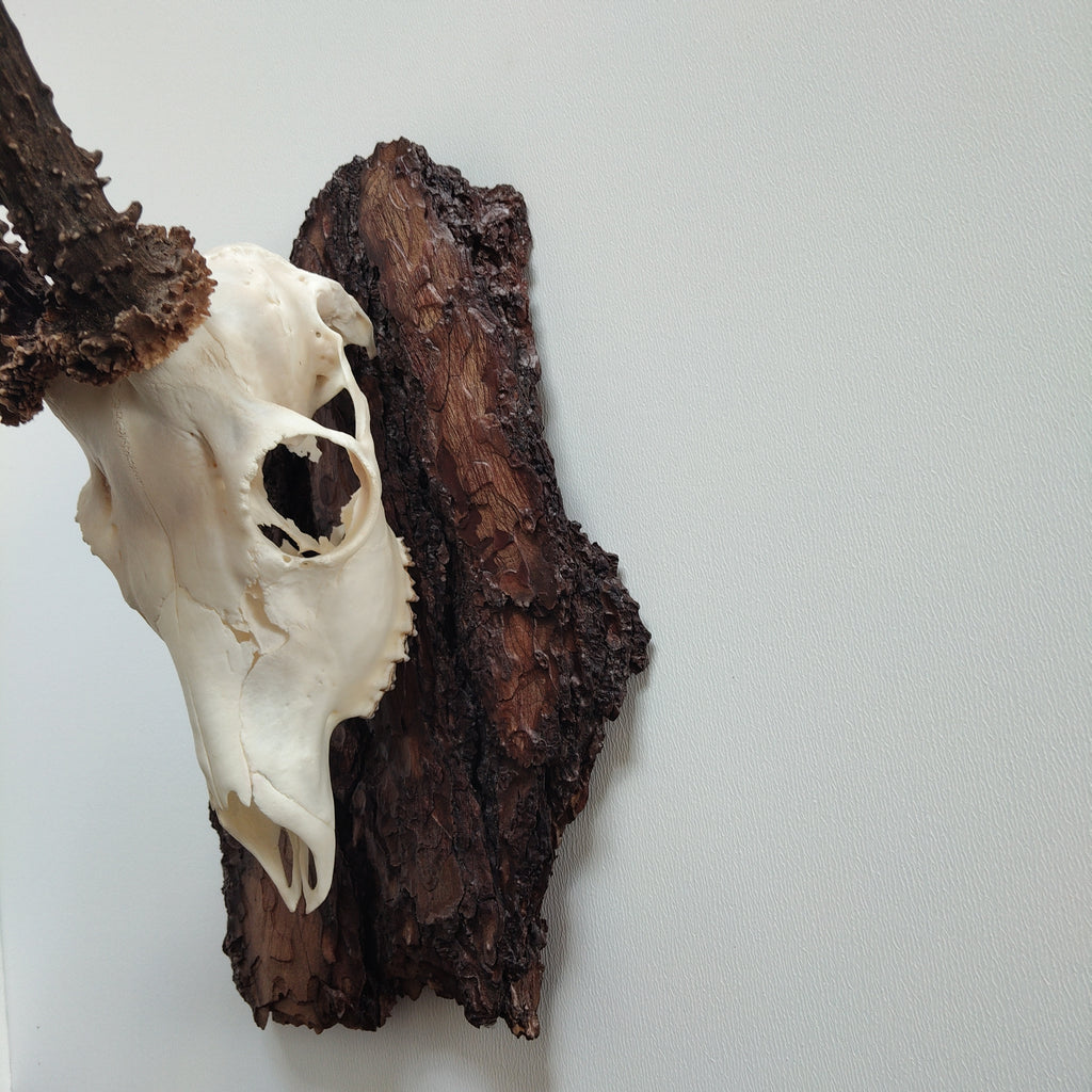 TROPHY MOUNT | SYLVAN COLLECTION 009