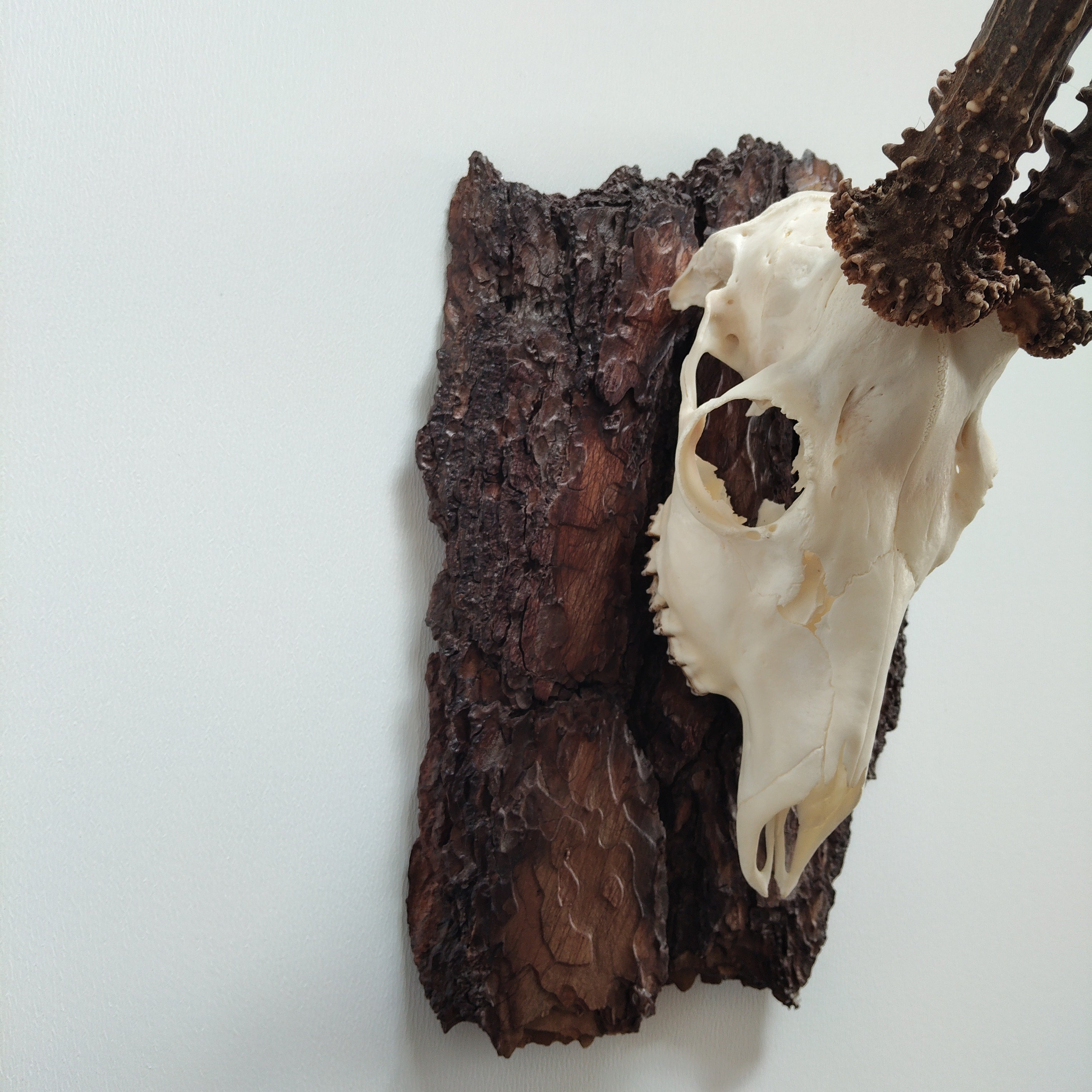 TROPHY MOUNT | SYLVAN COLLECTION 009