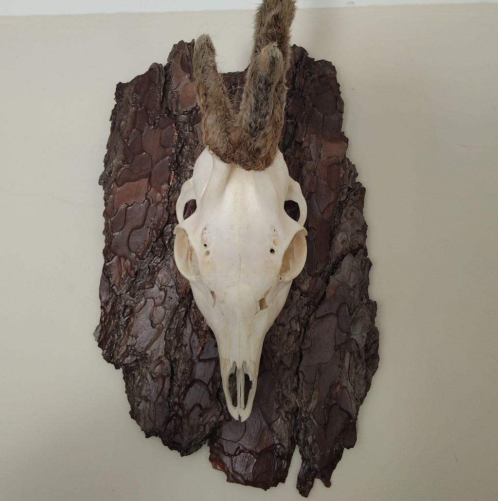 TROPHY MOUNT | SYLVAN COLLECTION 003